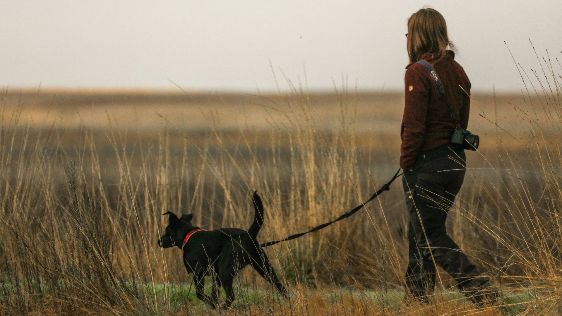 woman in brown jacket and black pants walking with black labrador retriever on brown grass field