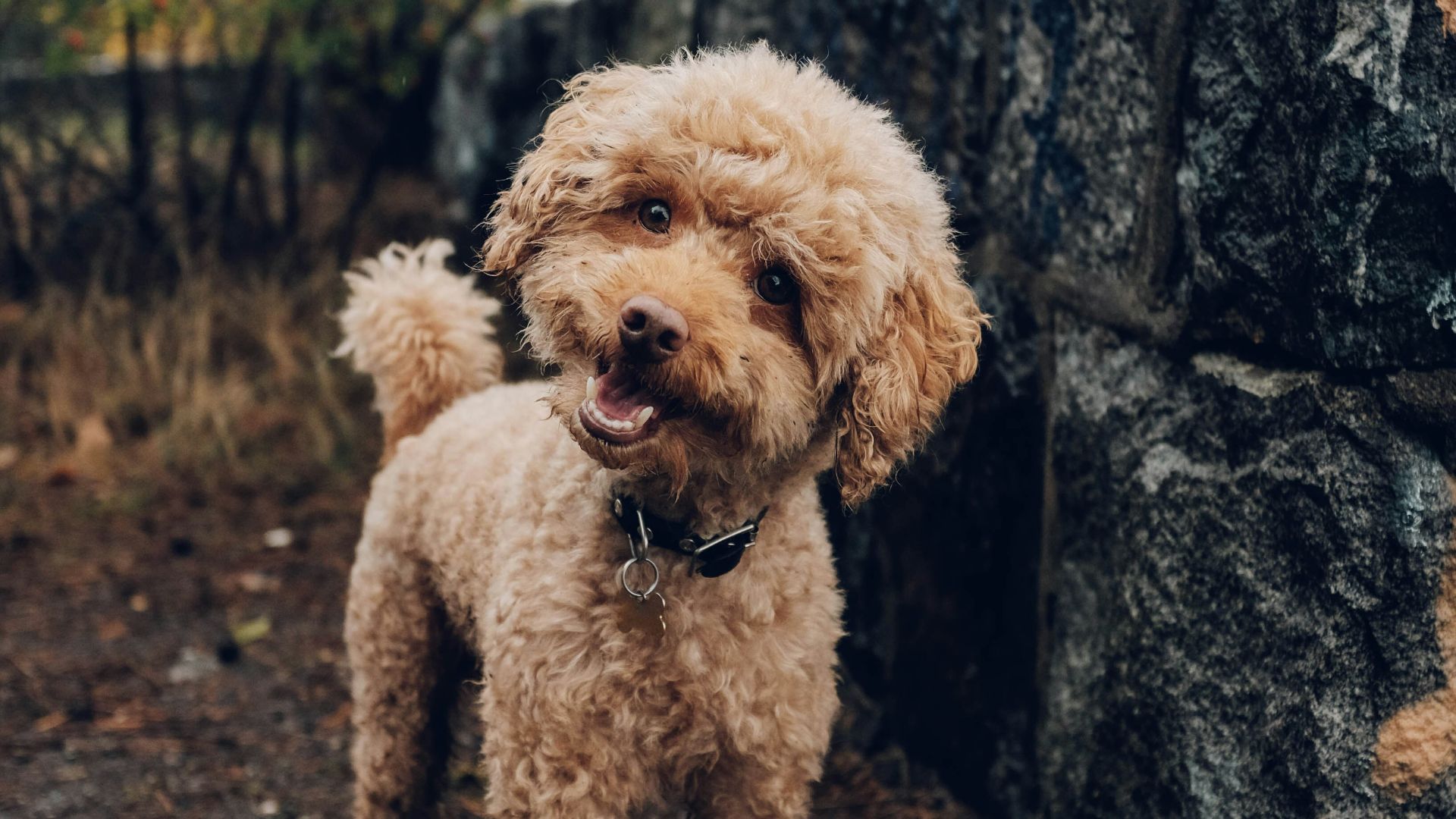 short-coated brown dog