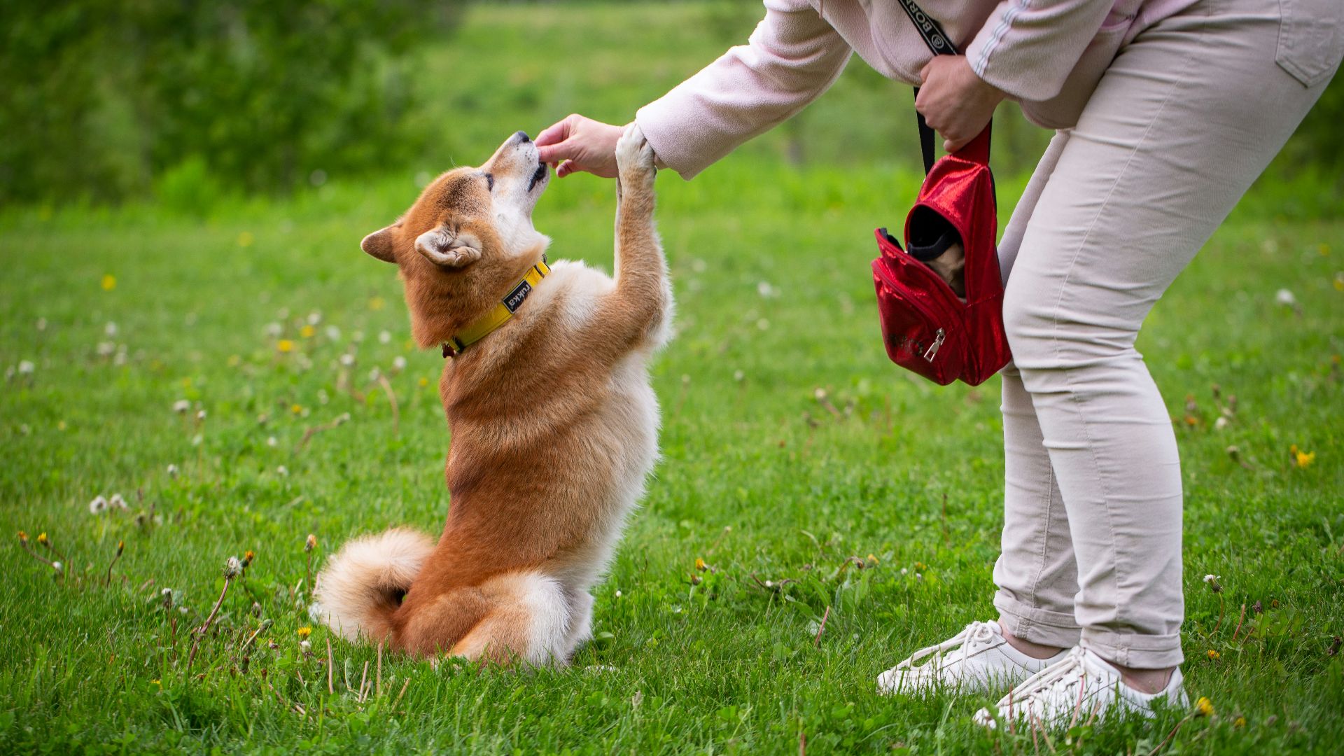 person in white pants and brown jacket holding brown and white short coated dog on green