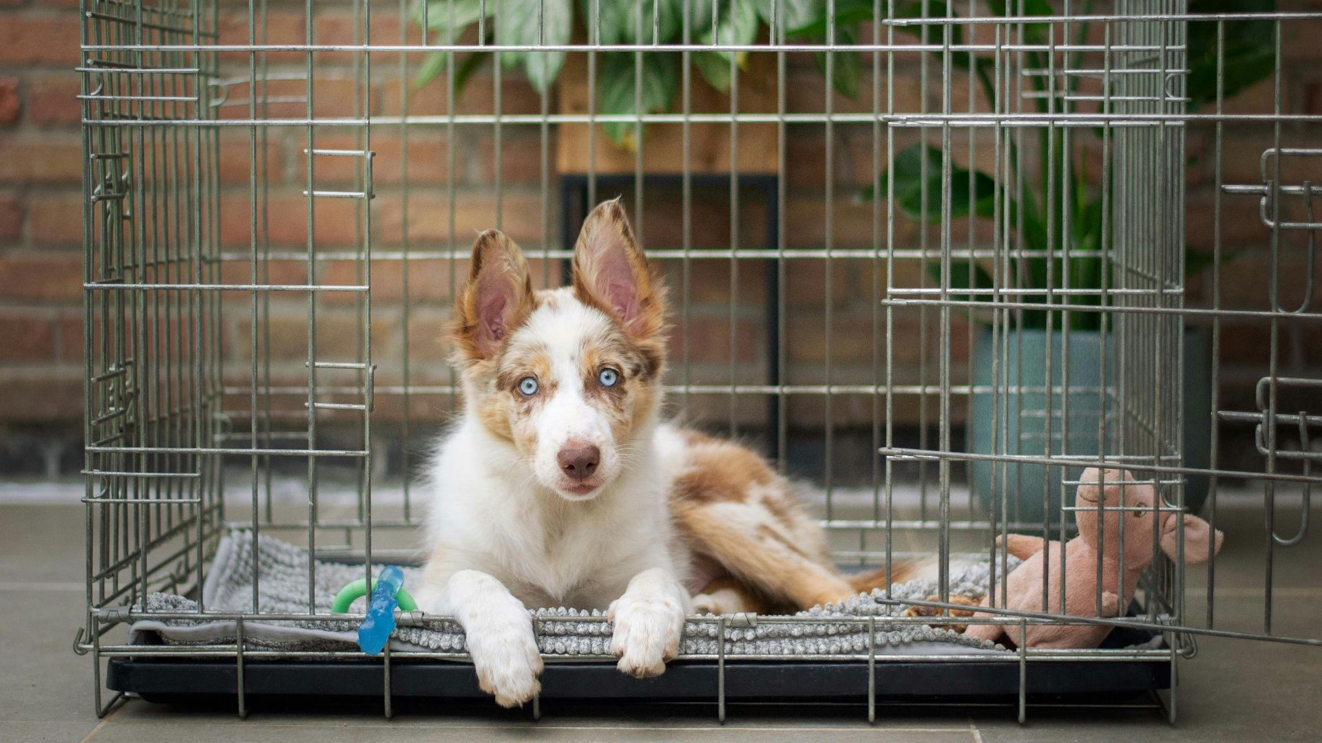 a brown and white dog inside of a cage