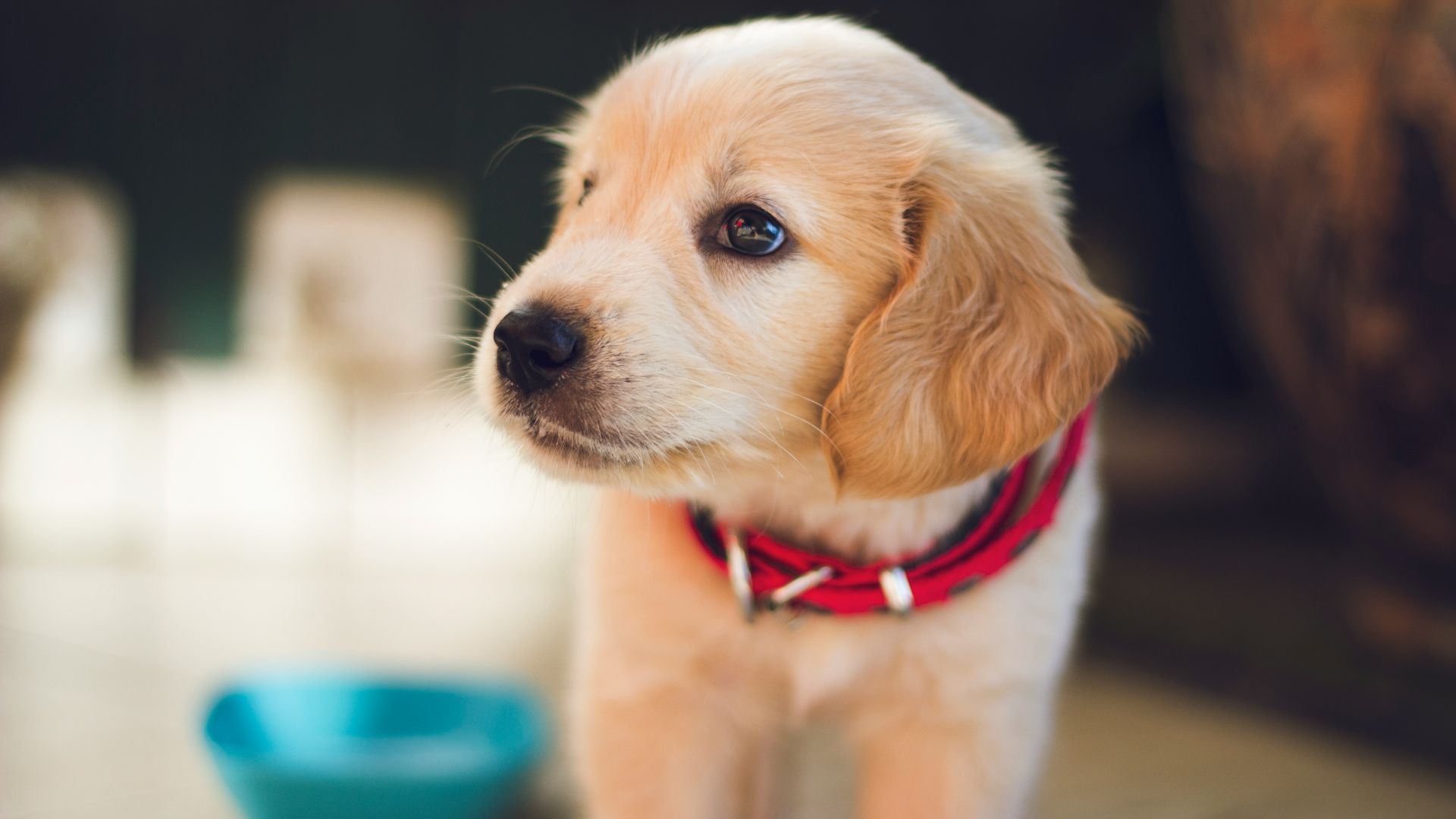 selective focus photography of short-coated brown puppy facing right side