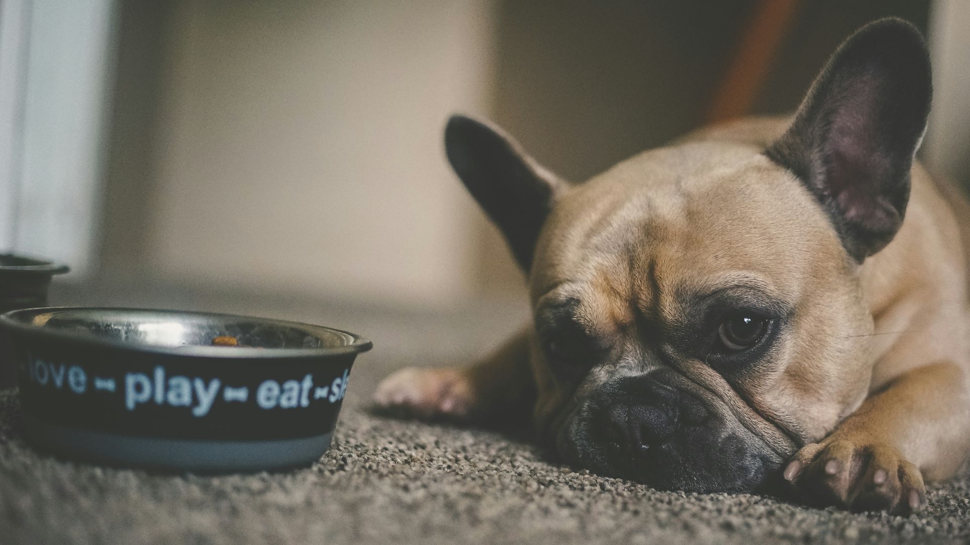 puppy beside pet bowl