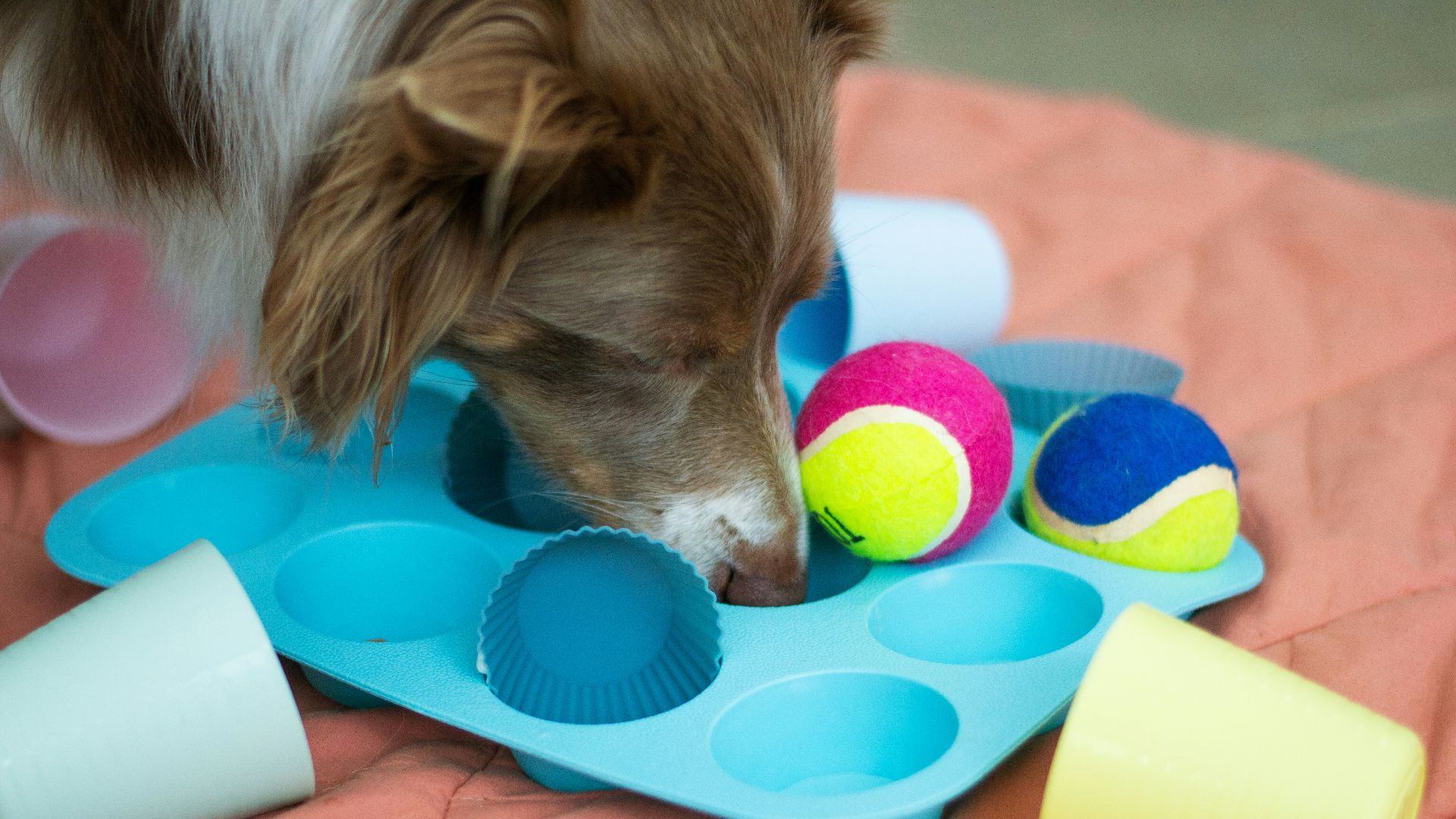 a brown and white dog playing with toys on a bed