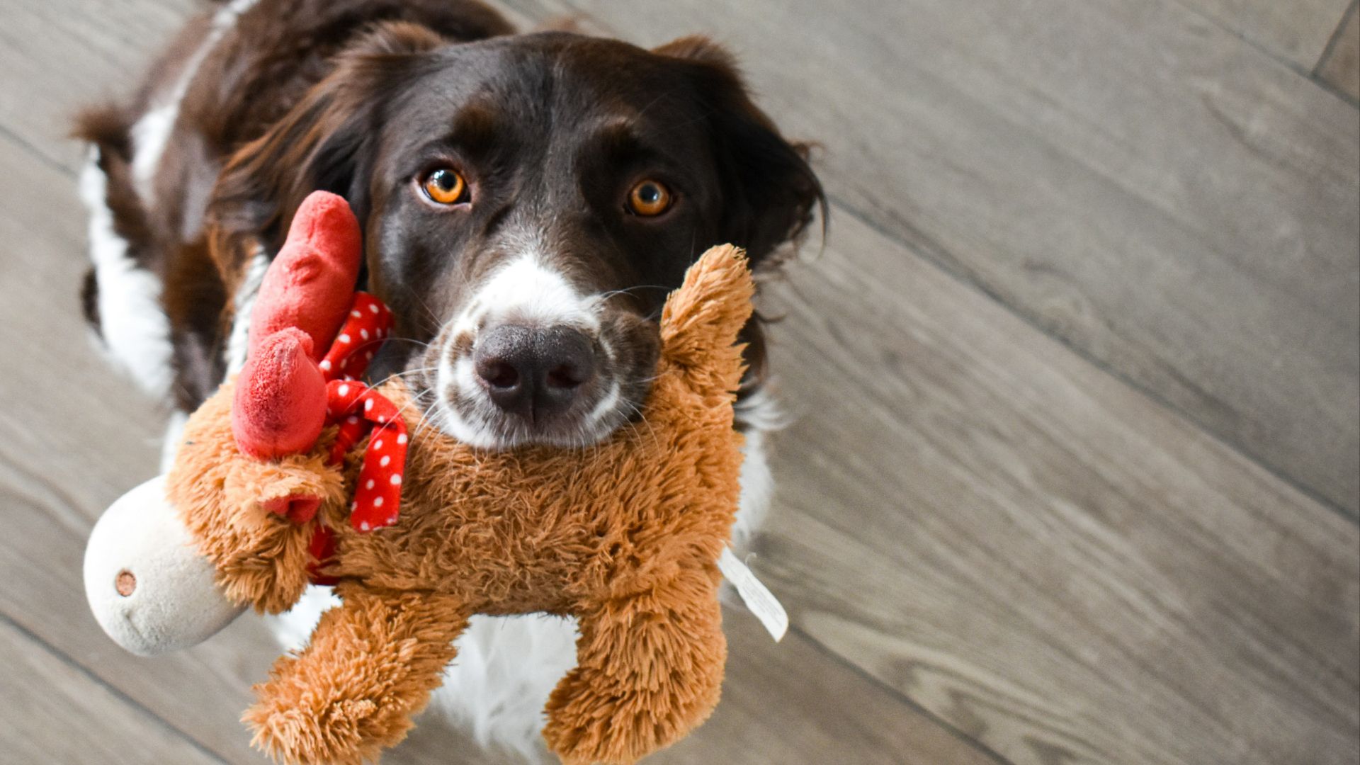 black and white short coated dog on brown bear plush toy