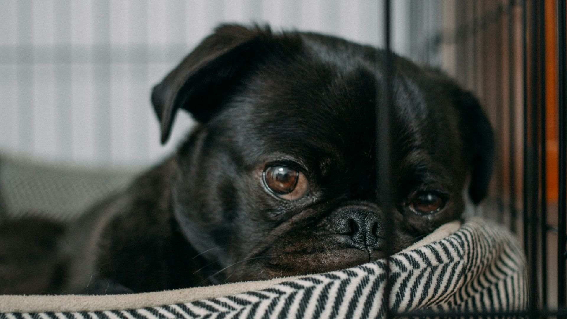 pug lying on pet bed