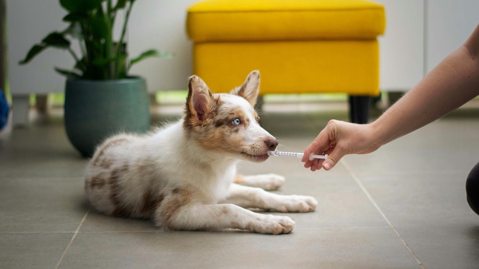 a dog laying on the floor with a person holding a stick