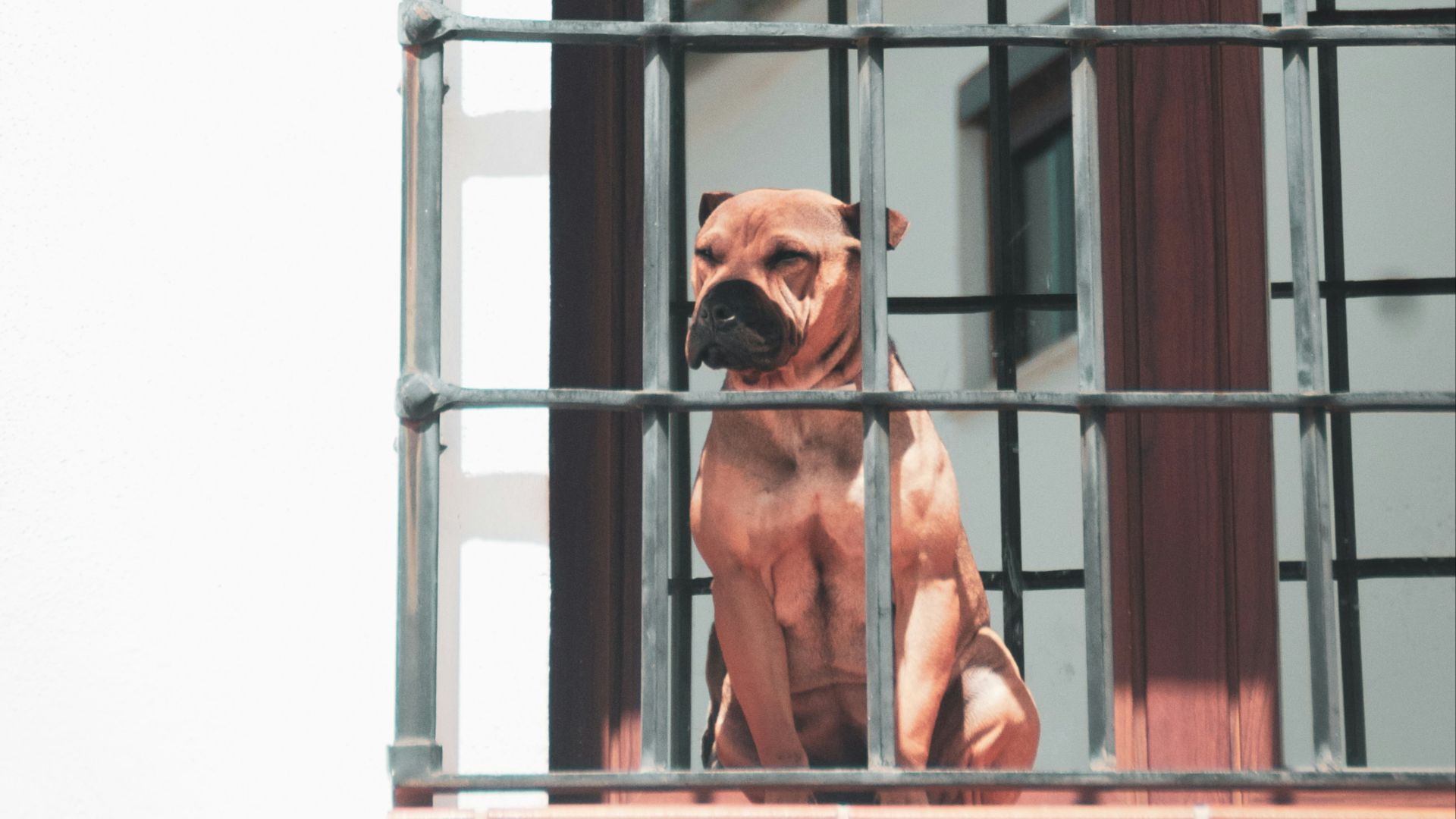 adult tan dog on black metal grill wall