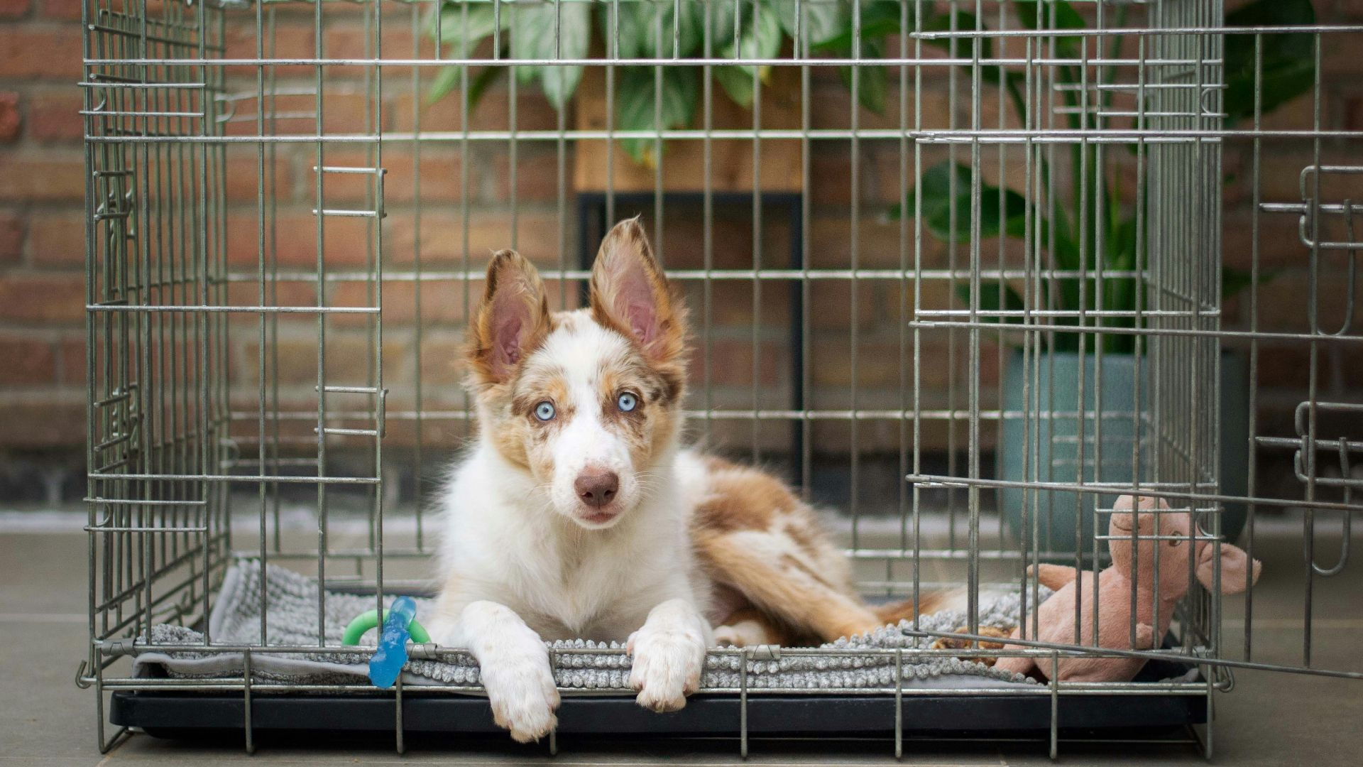 a brown and white dog inside of a cage