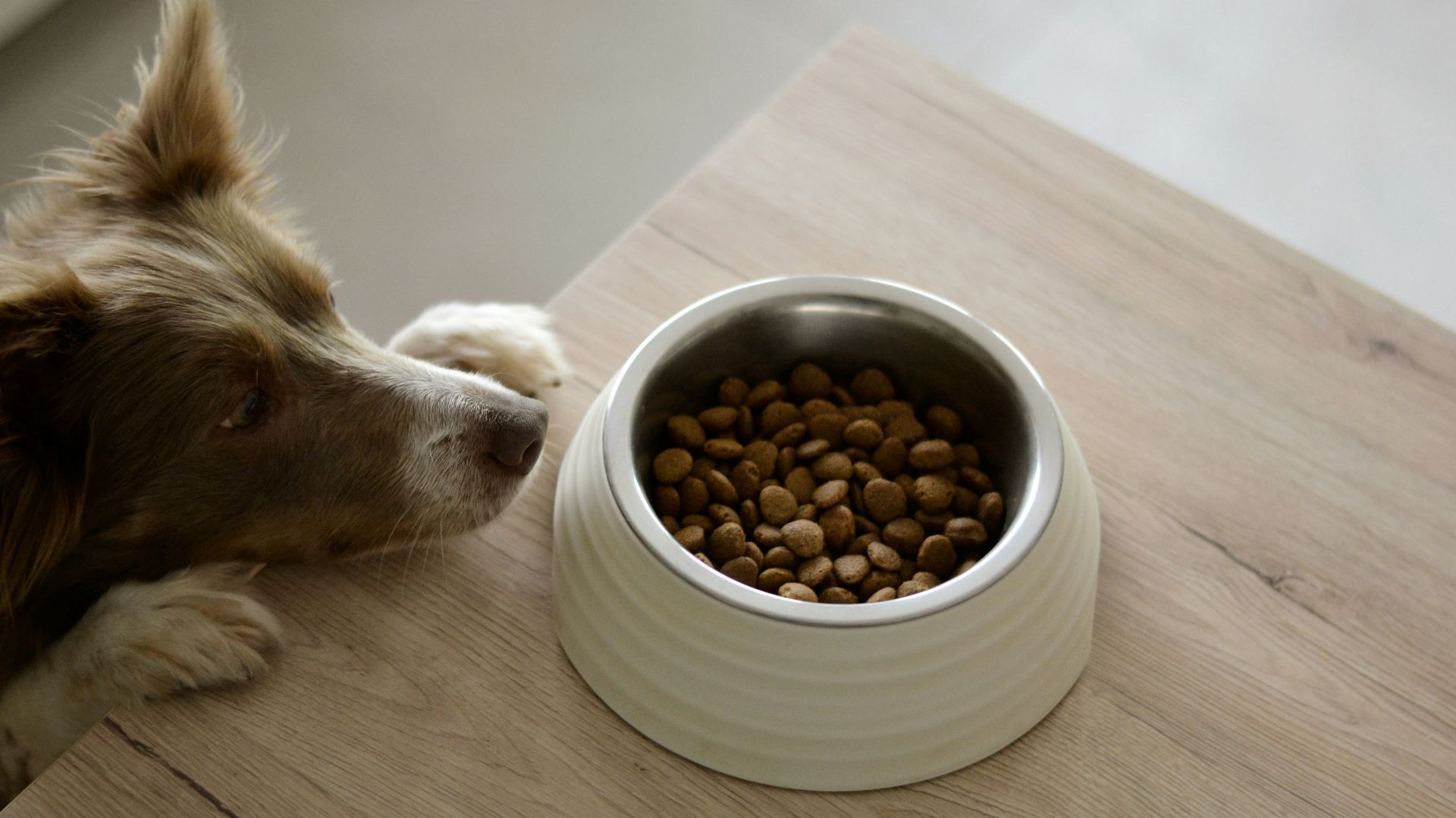 a brown and white dog eating food out of a bowl