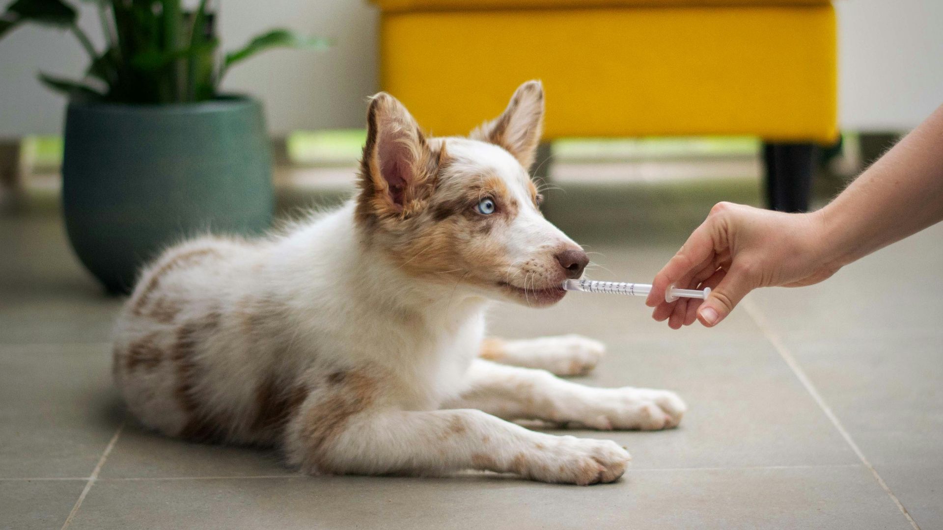 a dog laying on the floor with a person holding a stick