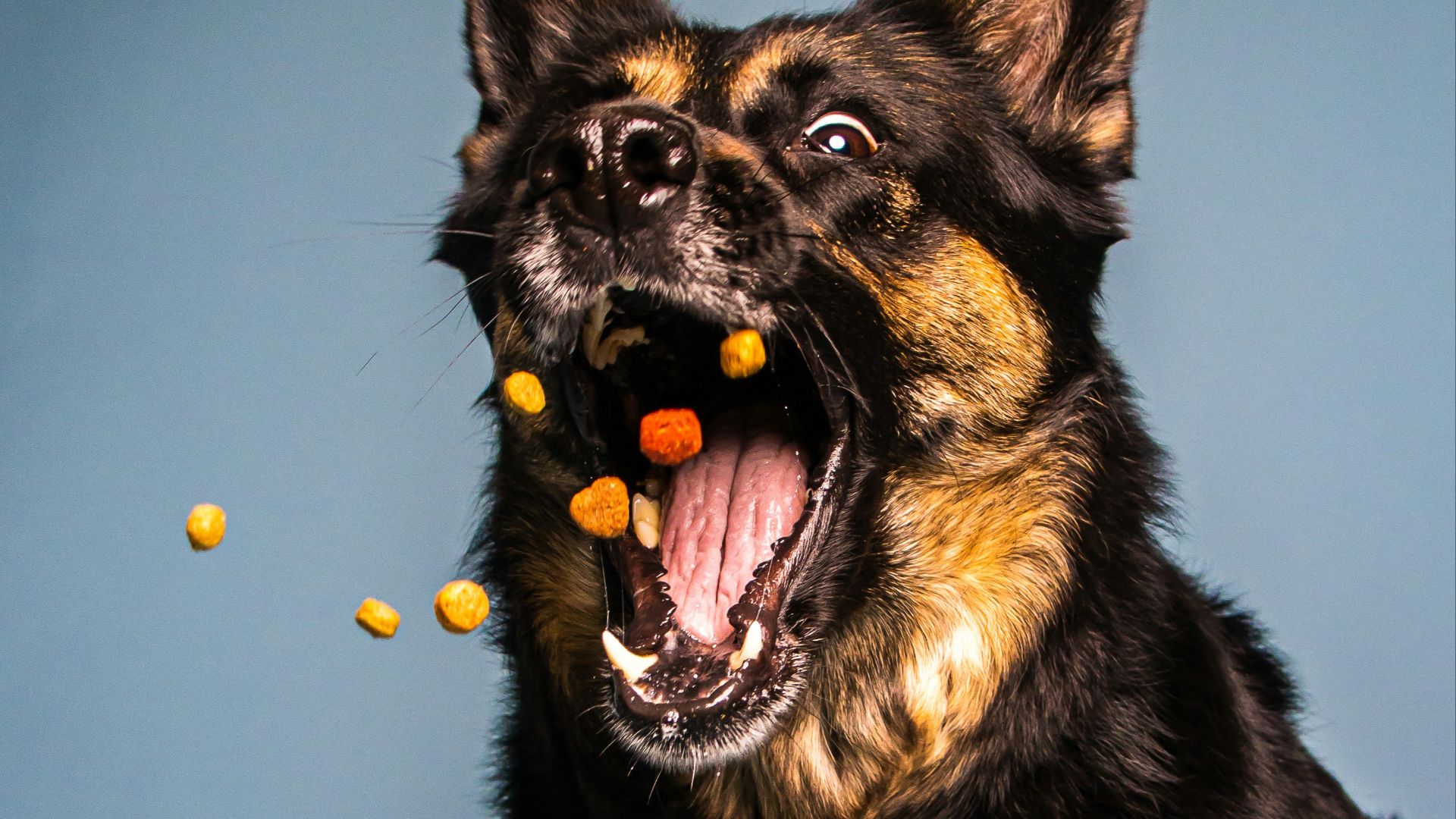 a black and brown dog eating some food