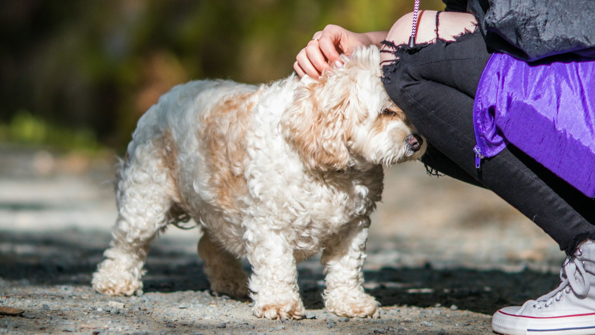 a woman kneeling down petting a small white dog