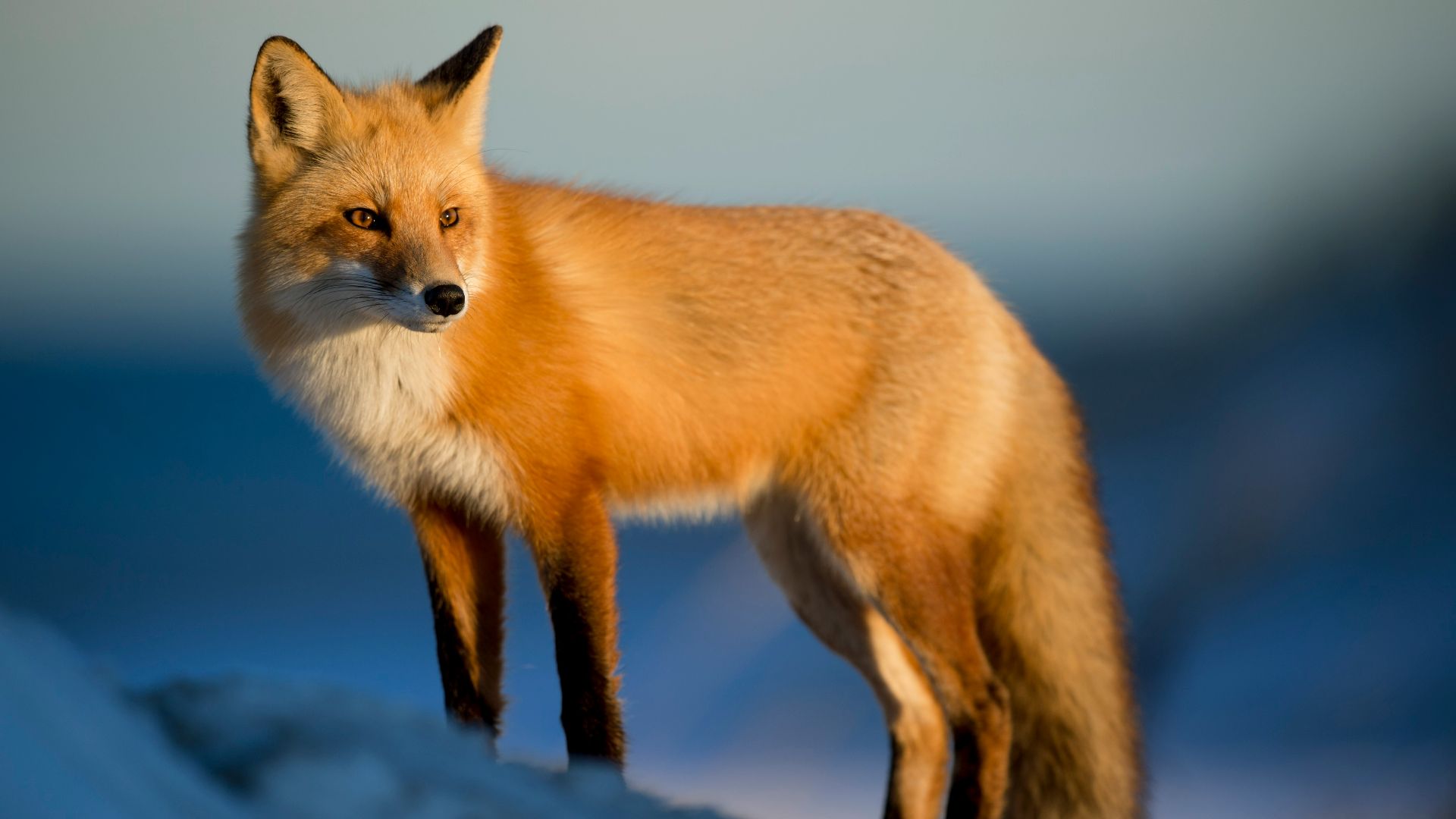 brown fox on snow field