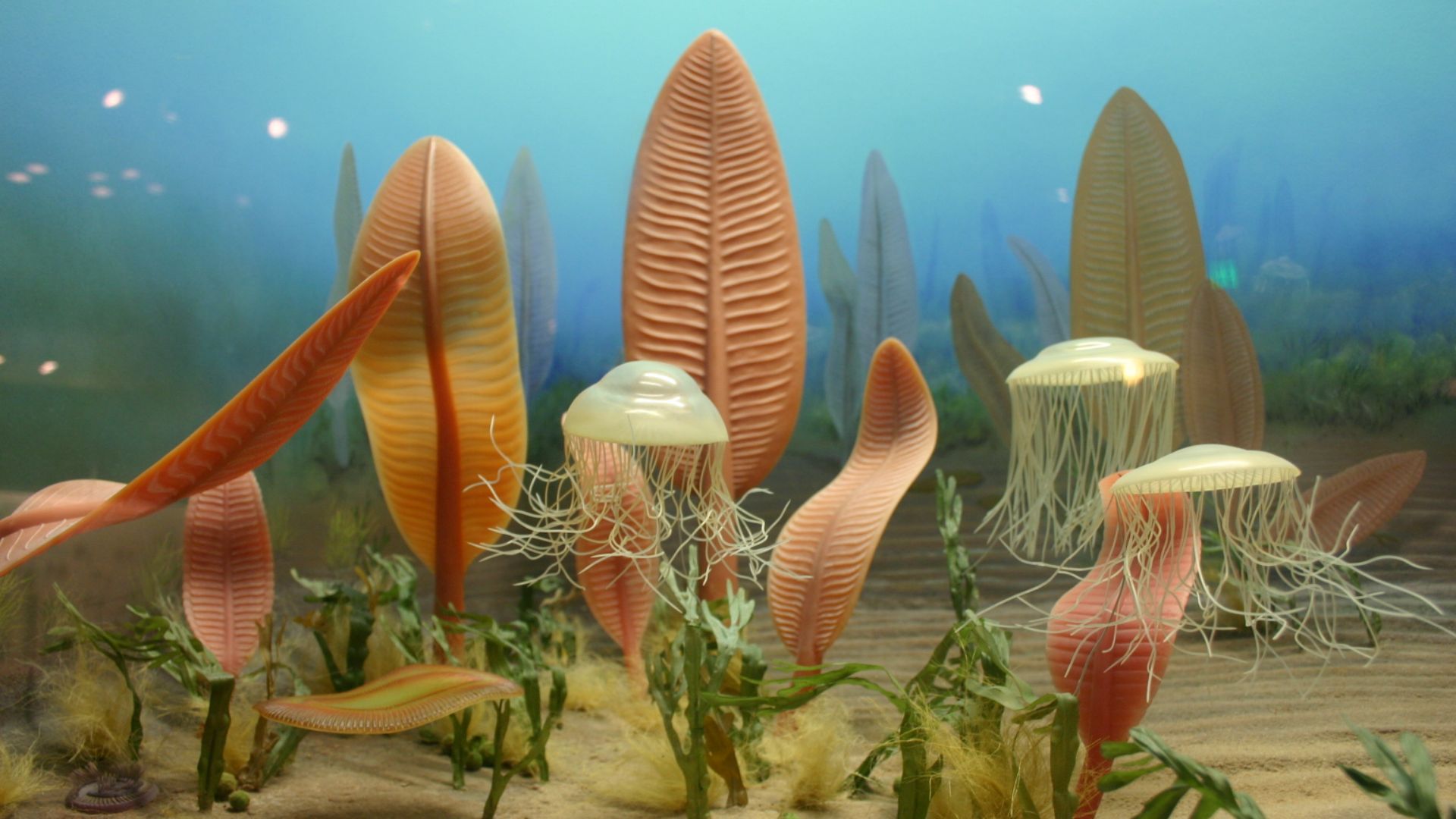 File:Life in the Ediacaran sea.jpg