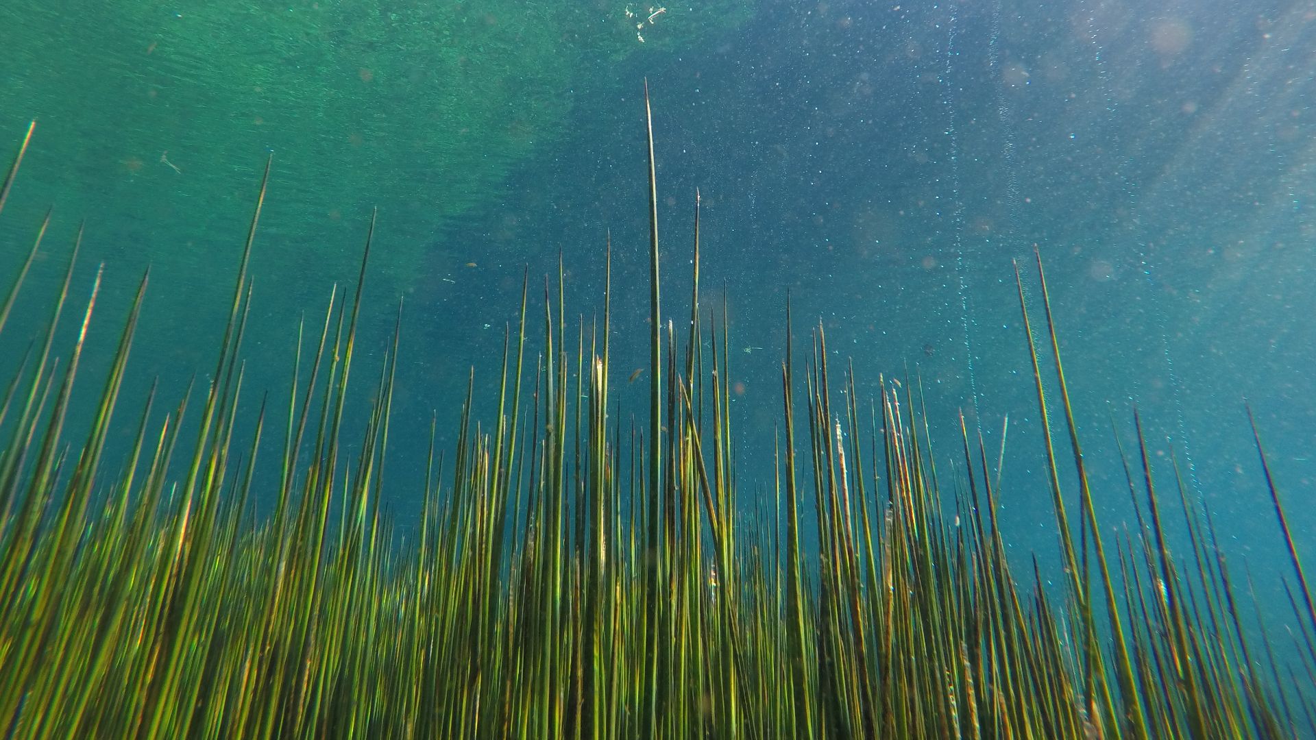 File:Photosynthesis in action.jpg