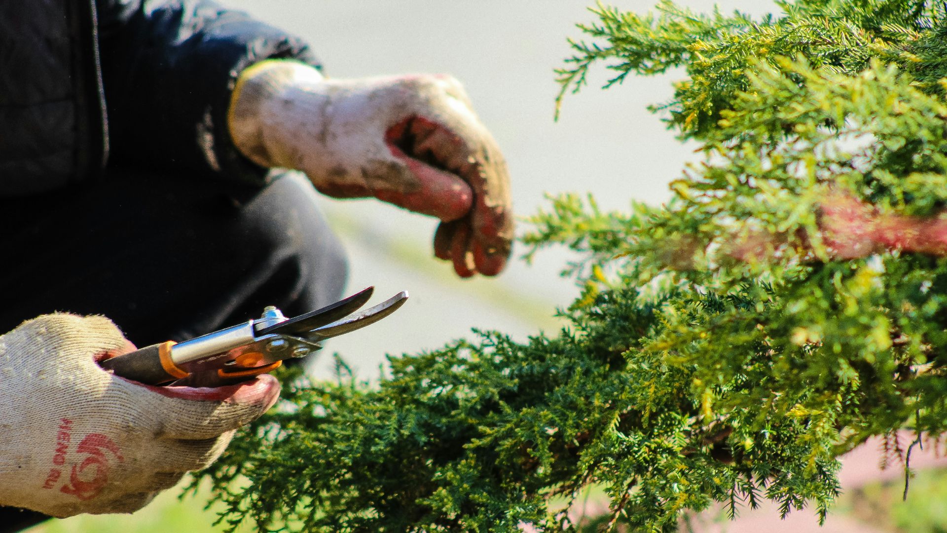 person in blue long sleeve shirt holding brown and black bird