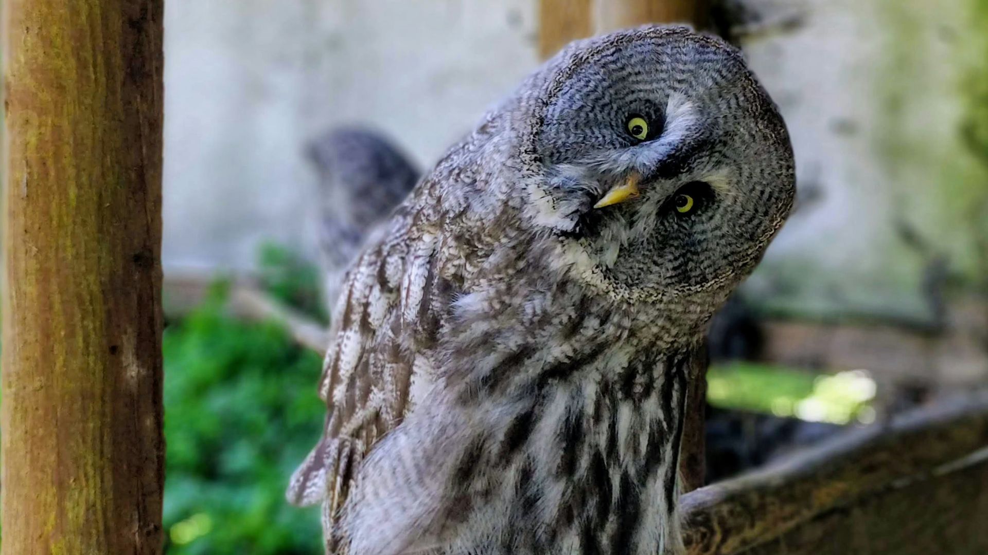 gray owl on brown wooden fence during daytime