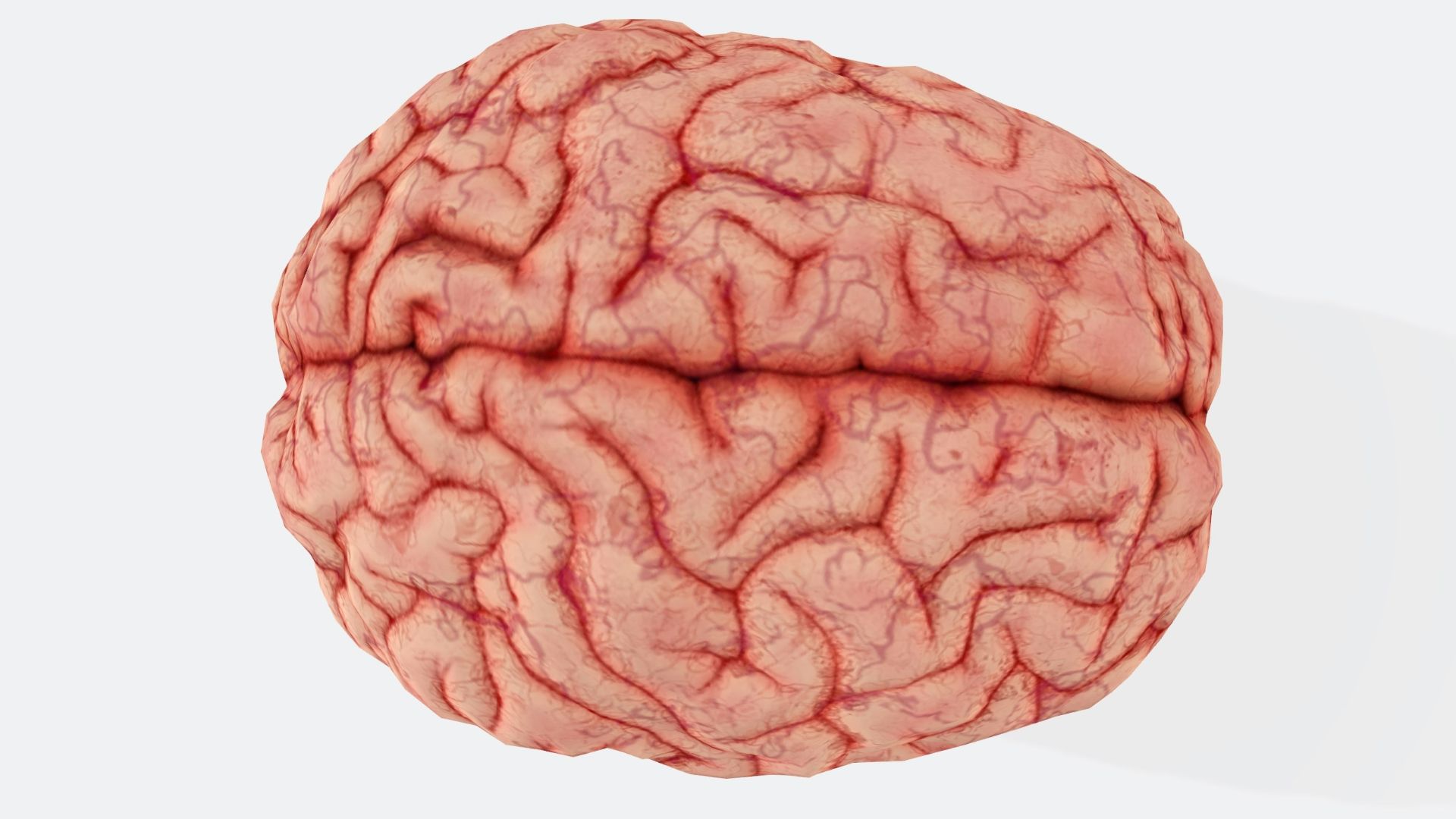 a close up of a human brain on a white background