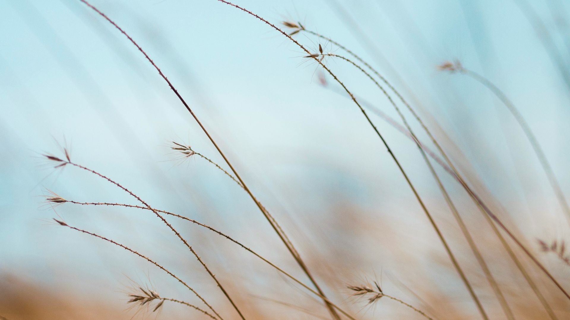 focus photography of brown plants