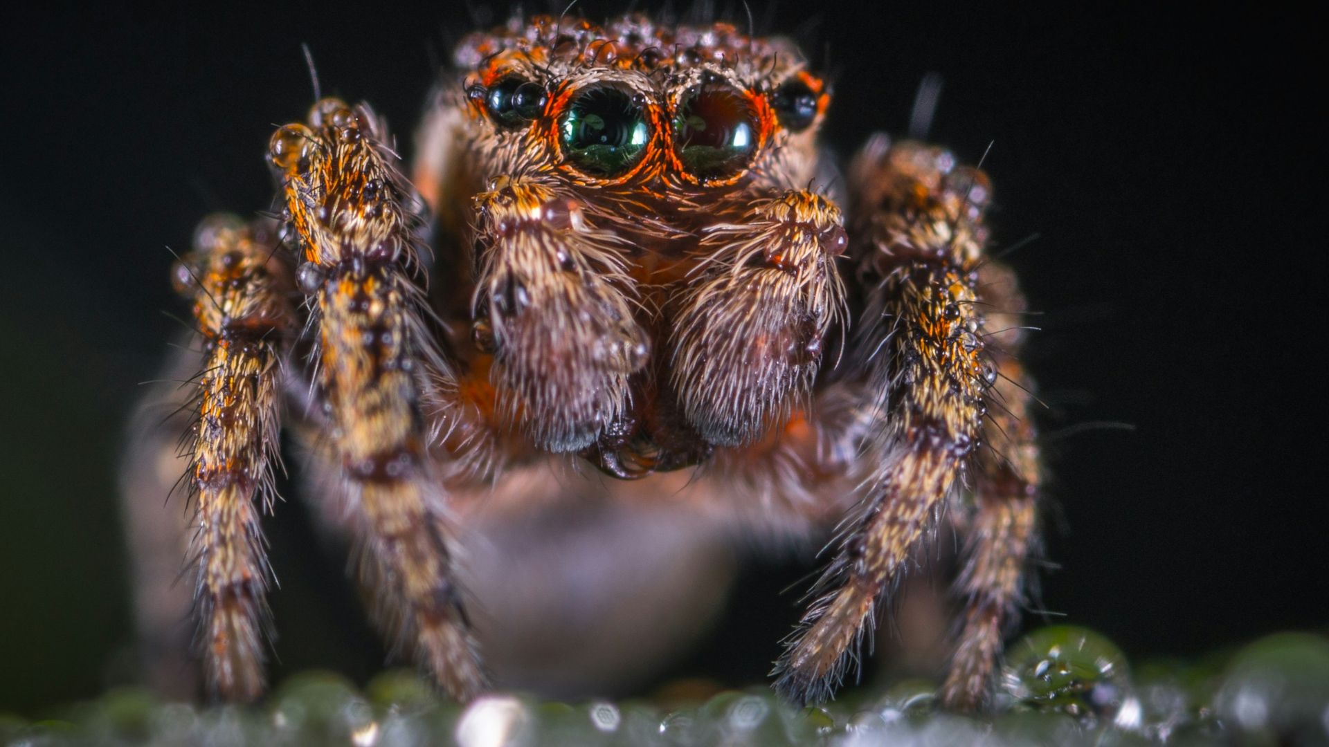macro shoot photography of brown spider