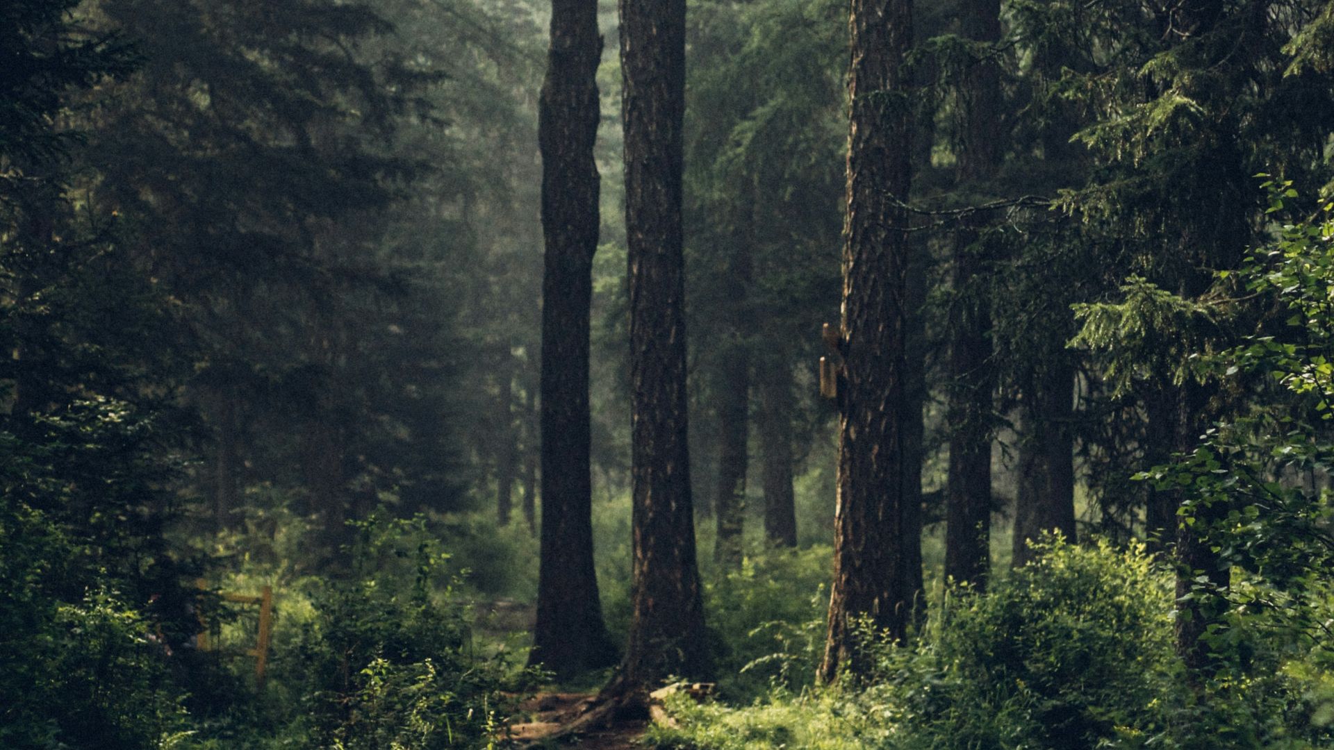 Forest during daytime