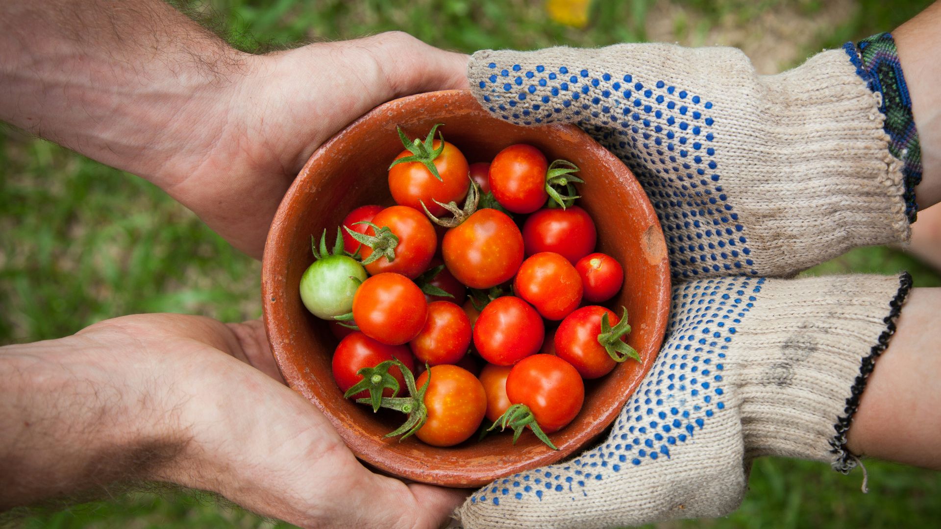 bowl of tomatoes served on person hand
