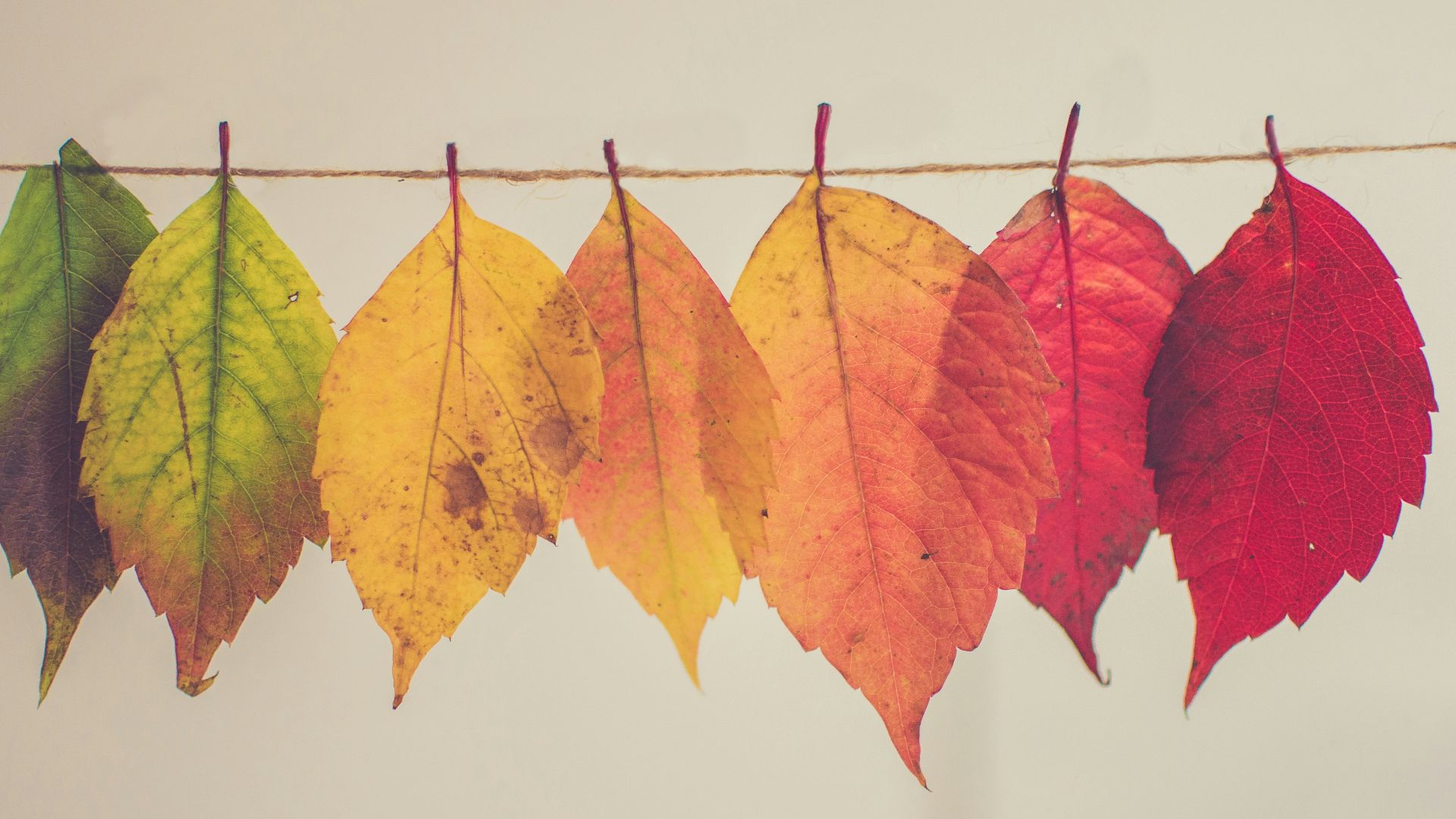 assorted-color lear hanging decor