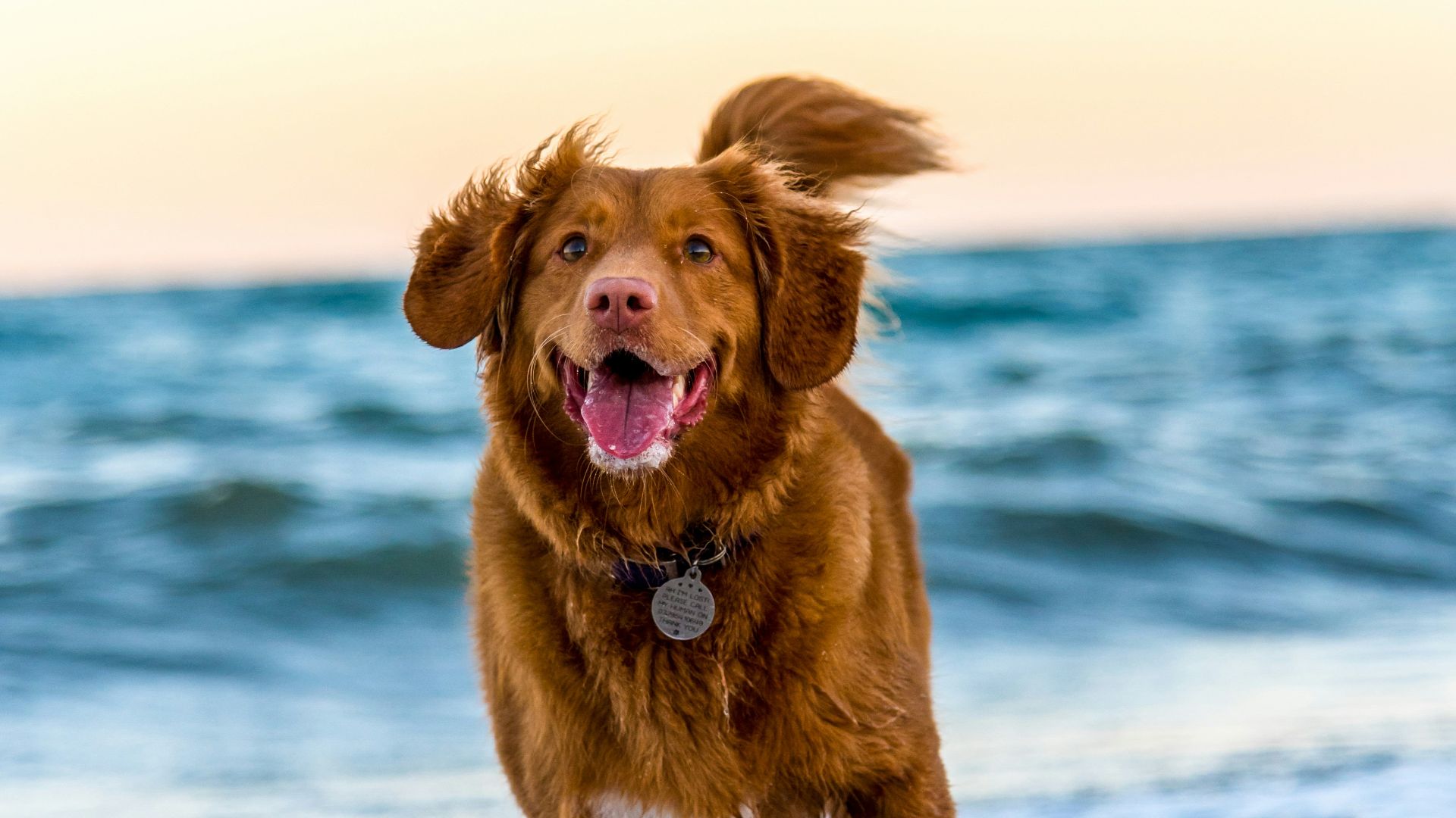 dog running on beach during daytime