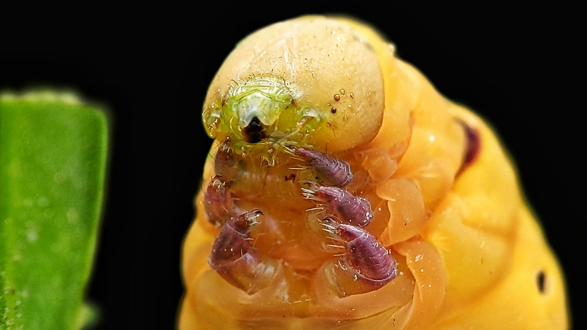 a close up of a caterpillar on a leaf