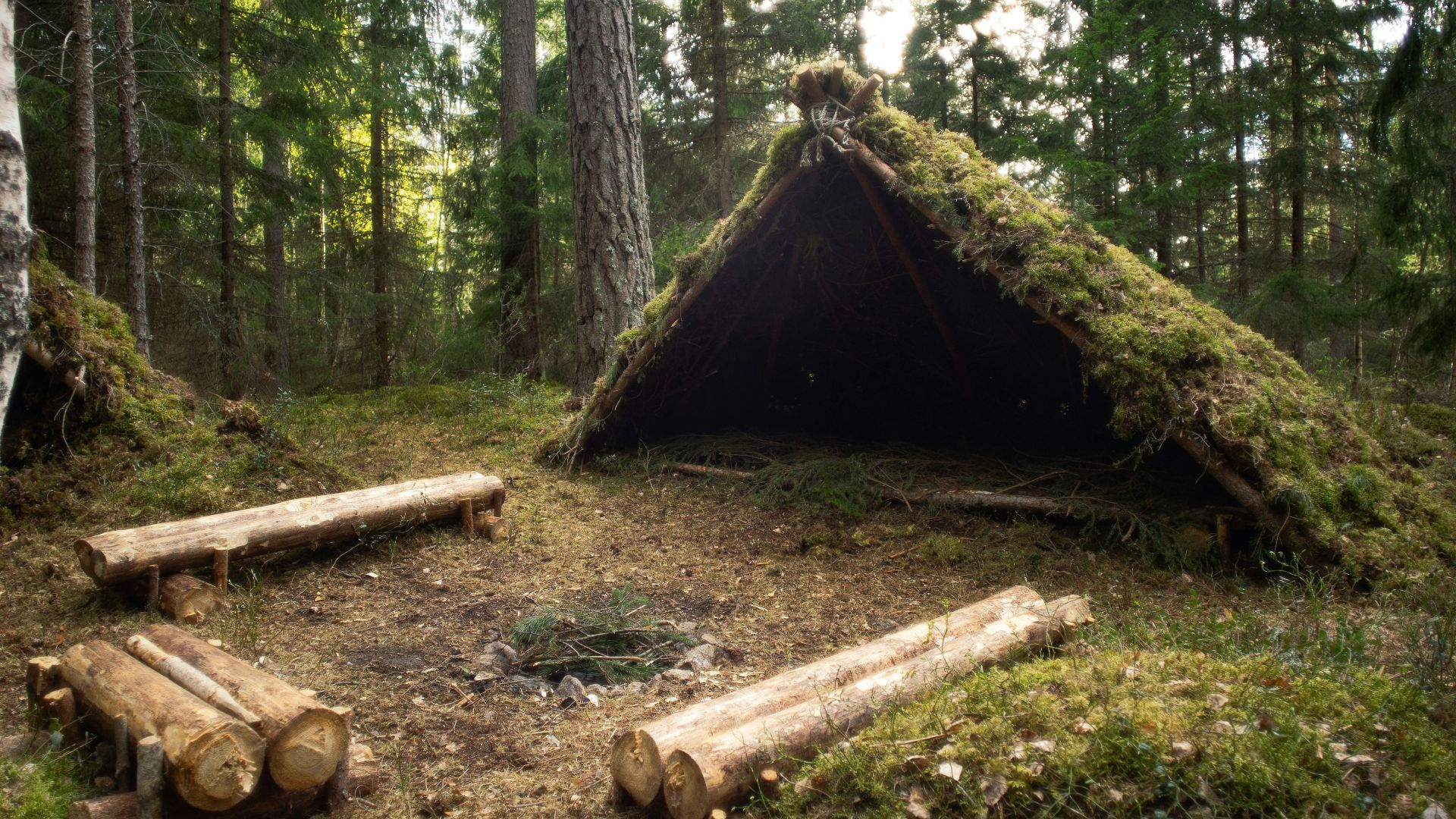 brown tree log on forest during daytime