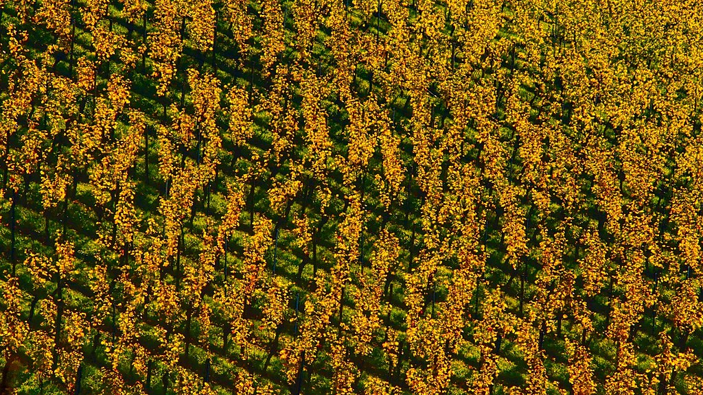 1024Px-Sun And Vine (234086703)