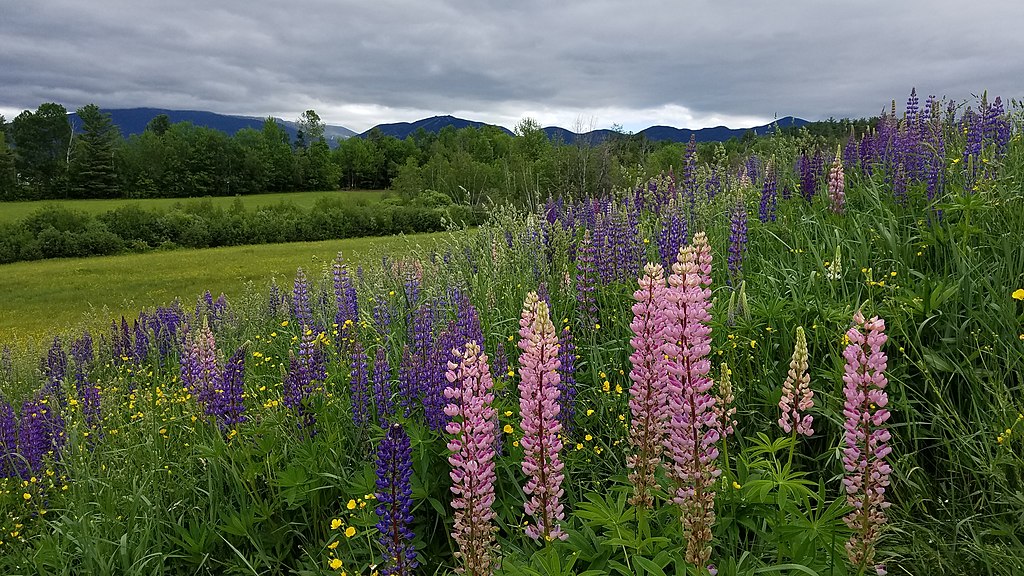 1024Px-Sugar Hill Lupine