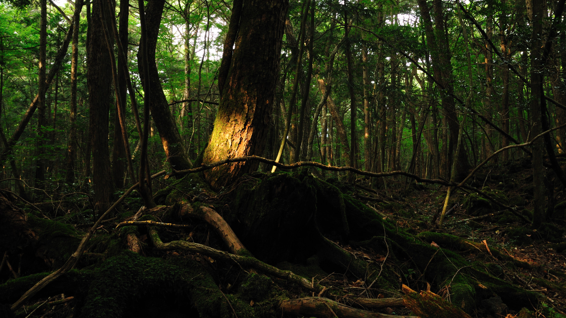 File:Aokigahara forest 01.jpg