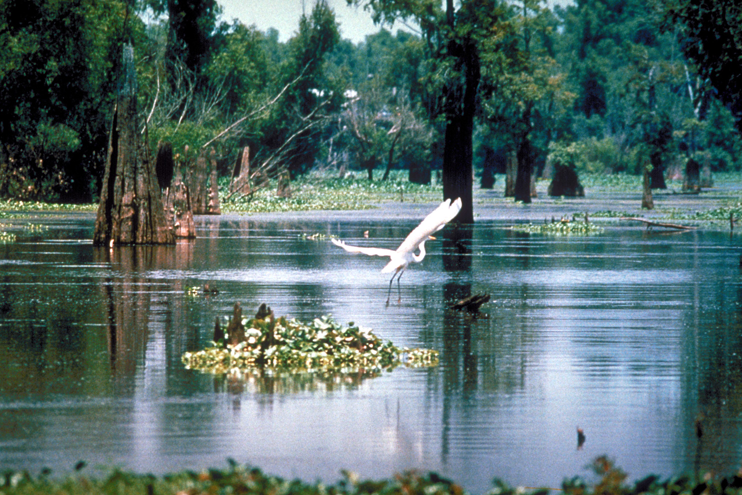 File:Atchafalaya Basin.jpg