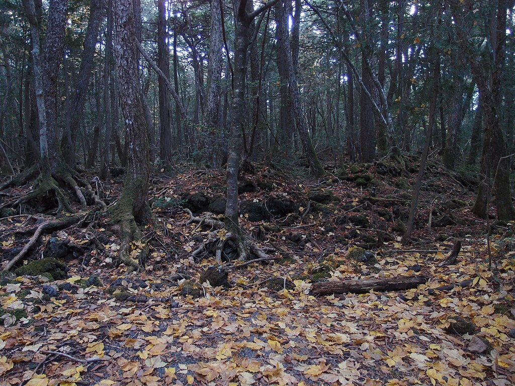1024Px-Aokigahara Forest (10863467383)