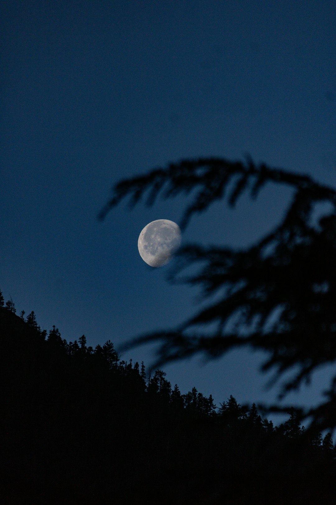 A full moon seen through the branches of a tree