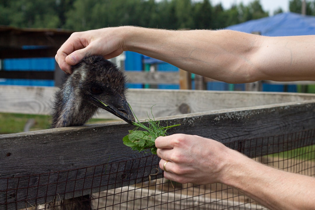 person holding green leaf plant