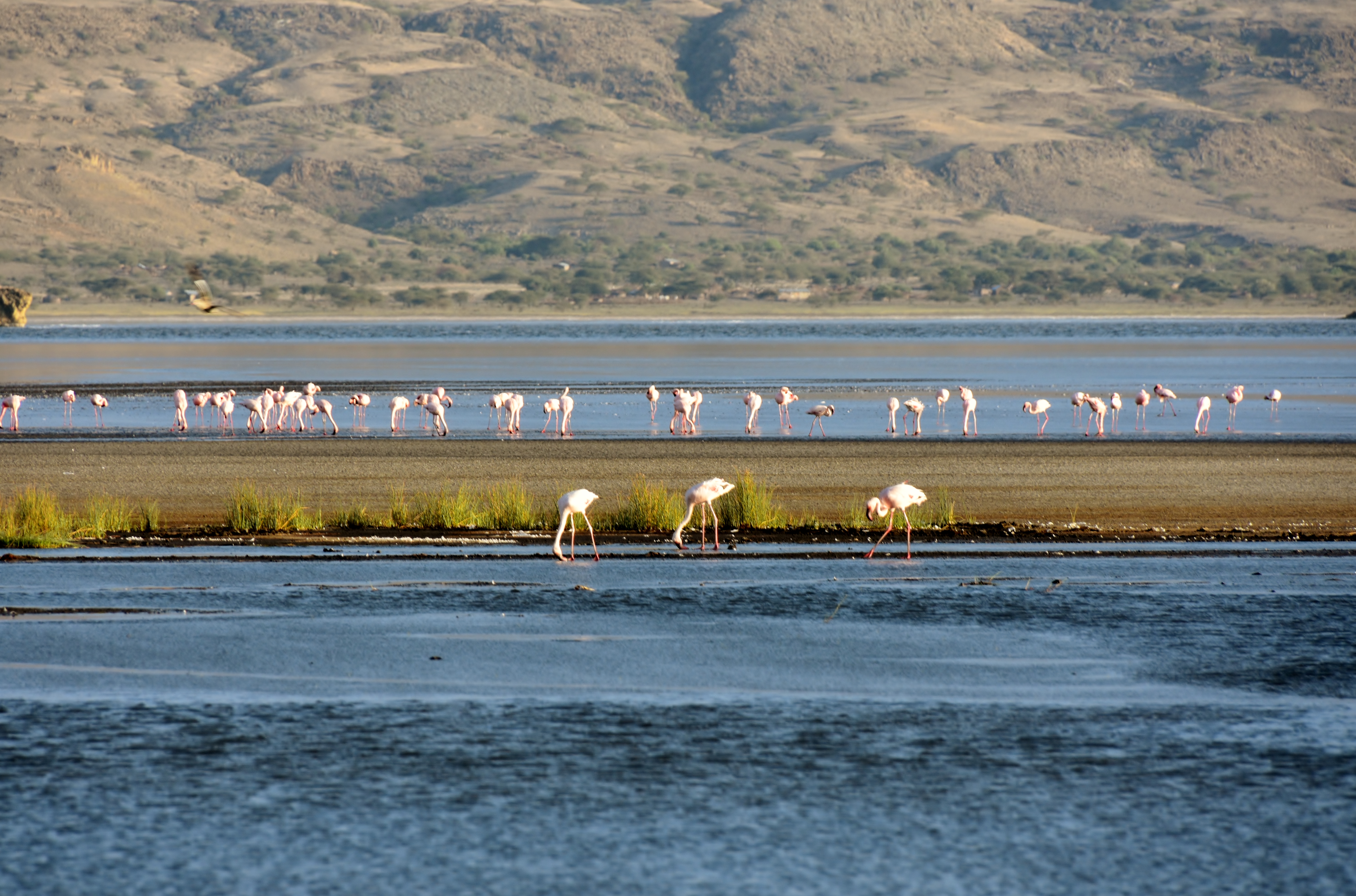 File:Flamingos at Lake Natron (8) (28505978981).jpg