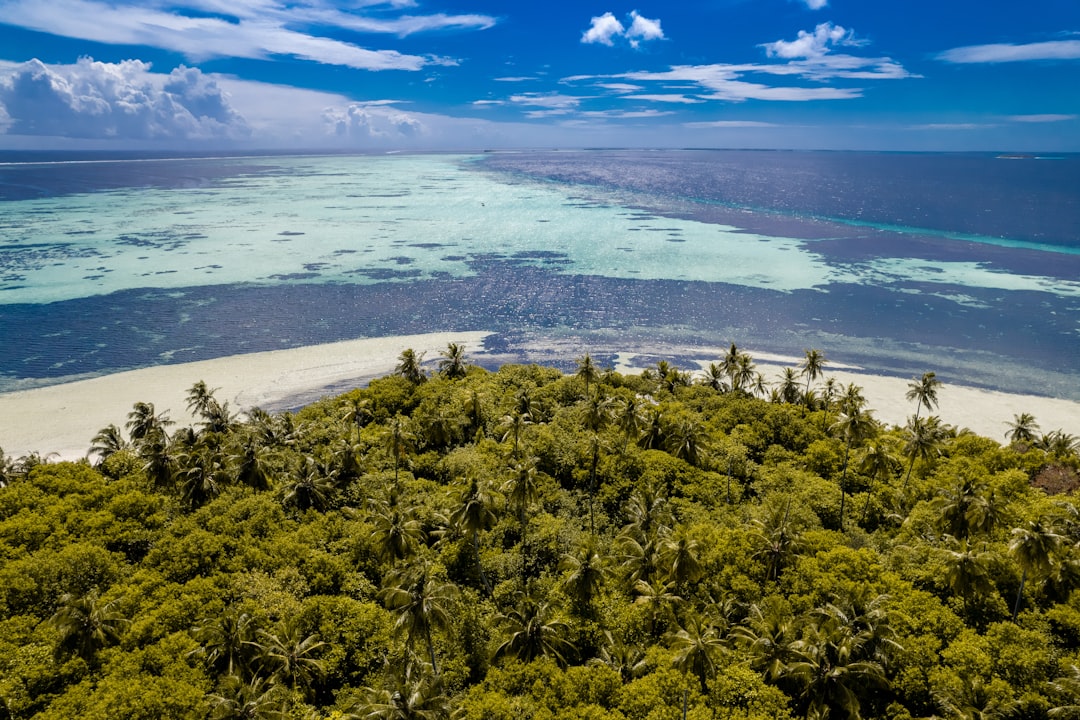 an aerial view of a tropical island with palm trees