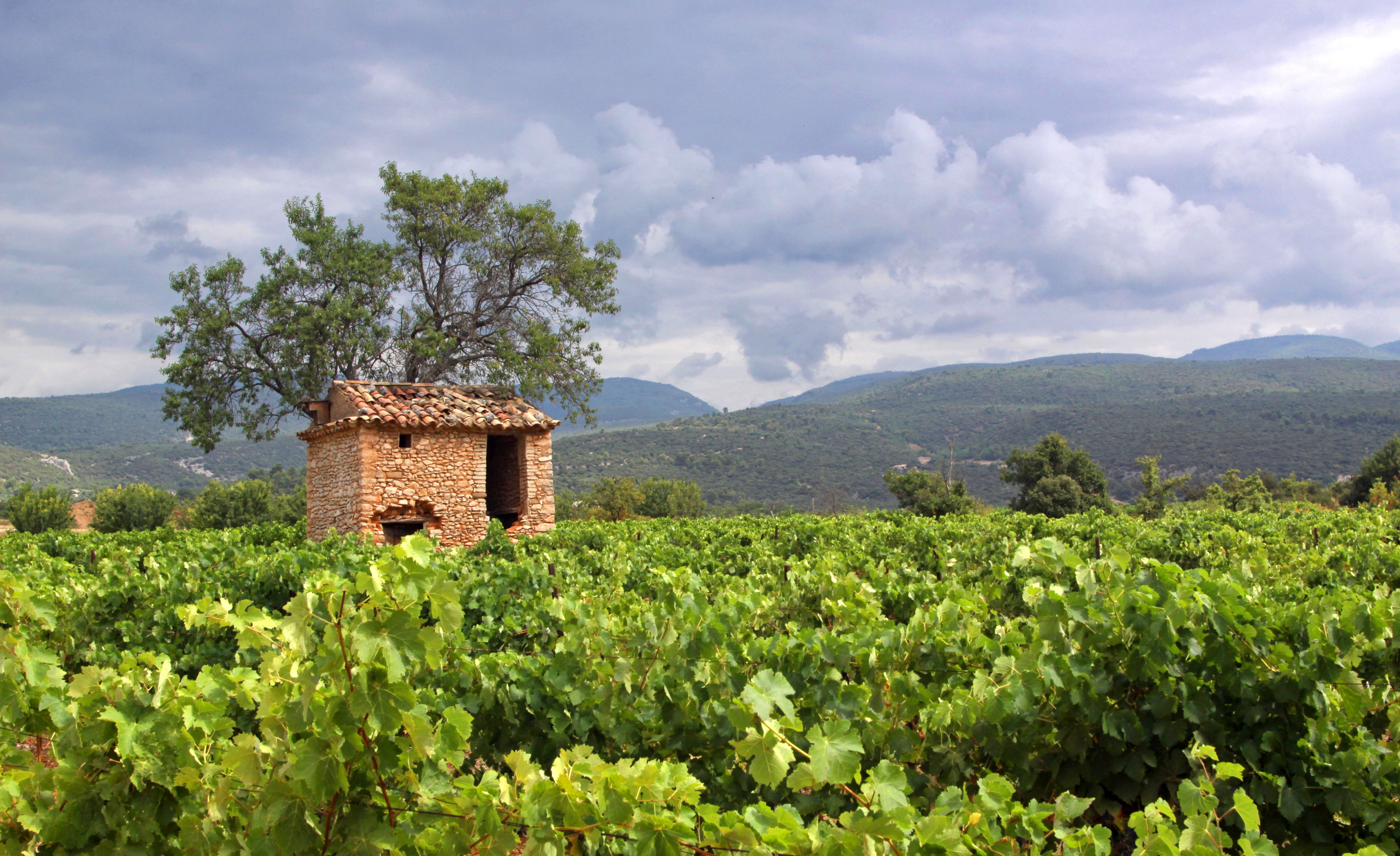 File:Vineyards in Villars, Vaucluse.jpg