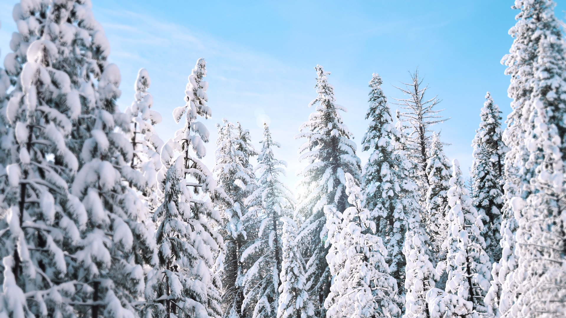 File:Yosemite National Park trees (Unsplash).jpg