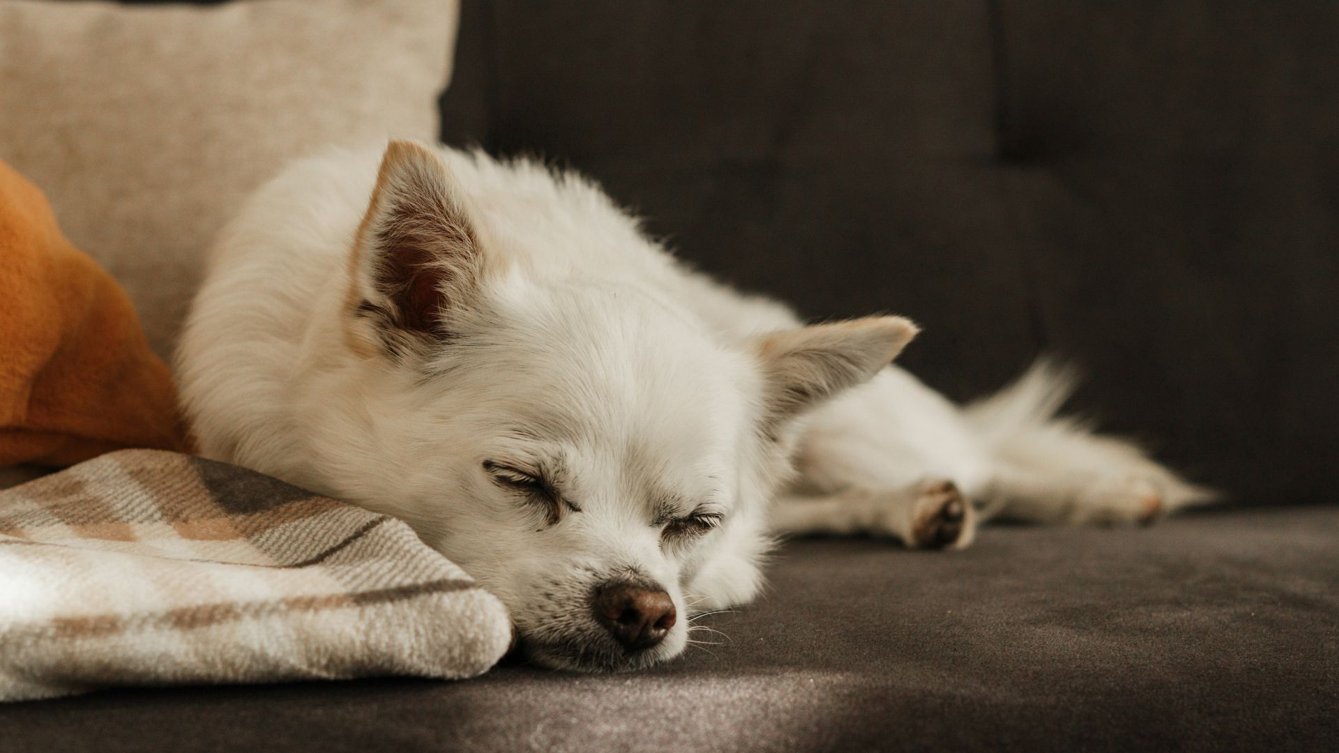 A white dog laying on top of a couch