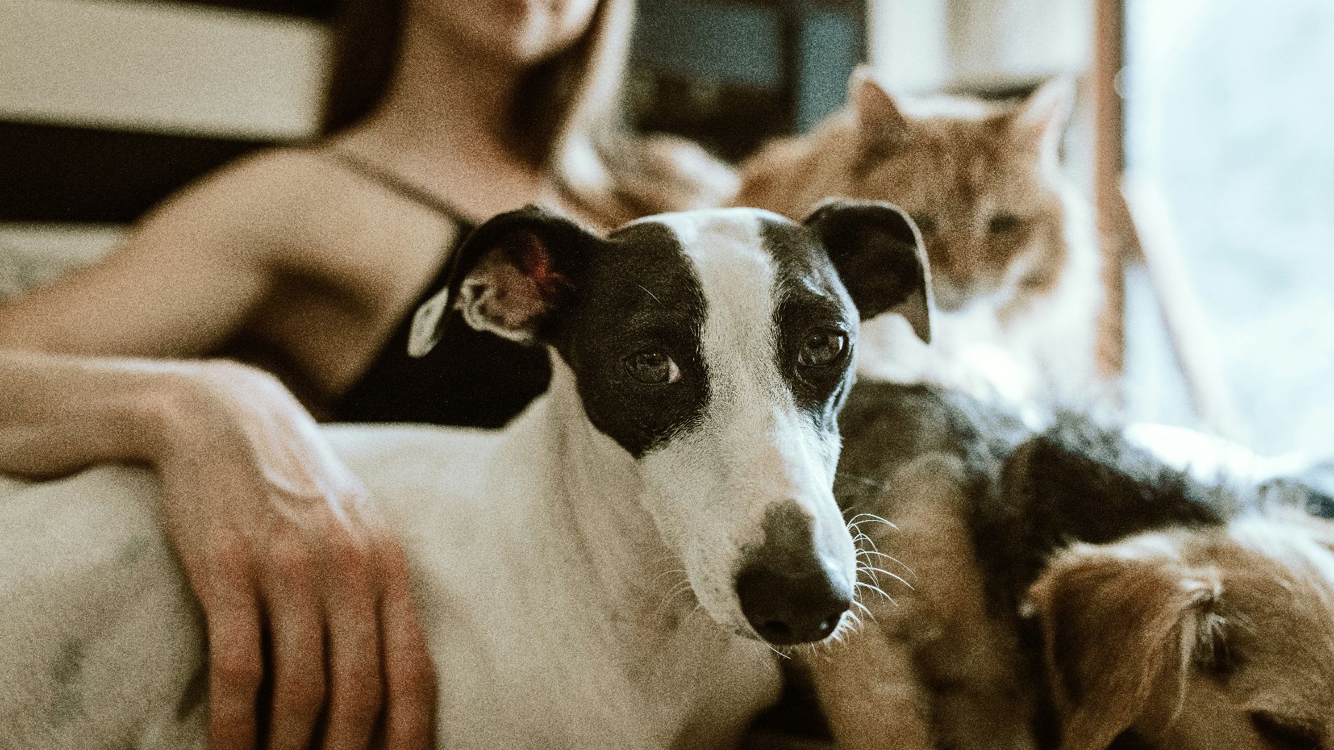 man in white t-shirt sitting beside white and black short coated dog
