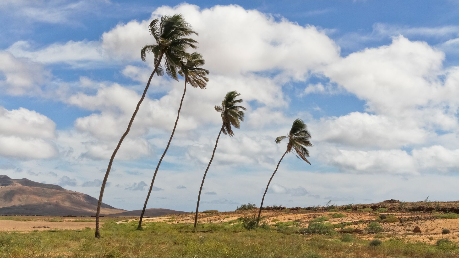 File:Coconut trees in Boa Vista, Cape Verde, December 2010.jpg