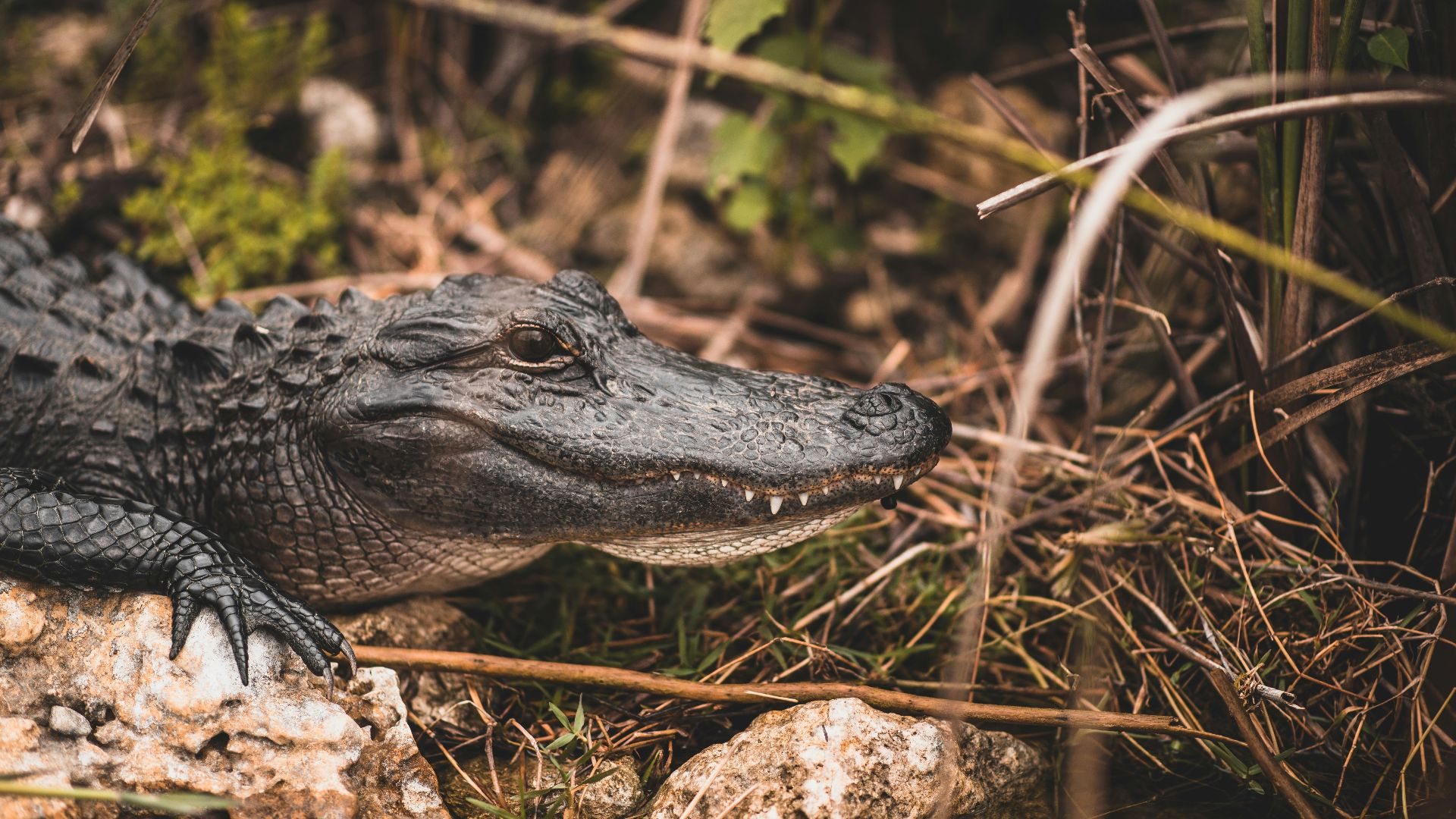 black crocodile at daytime