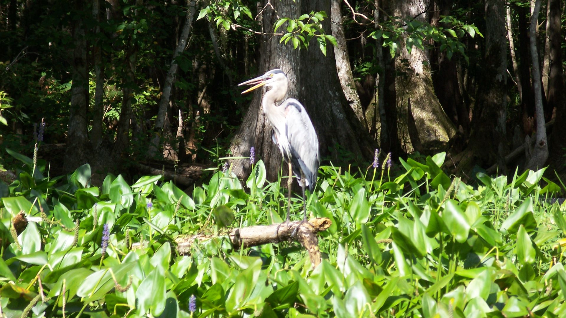 File:Ocala Silver River bird02.jpg