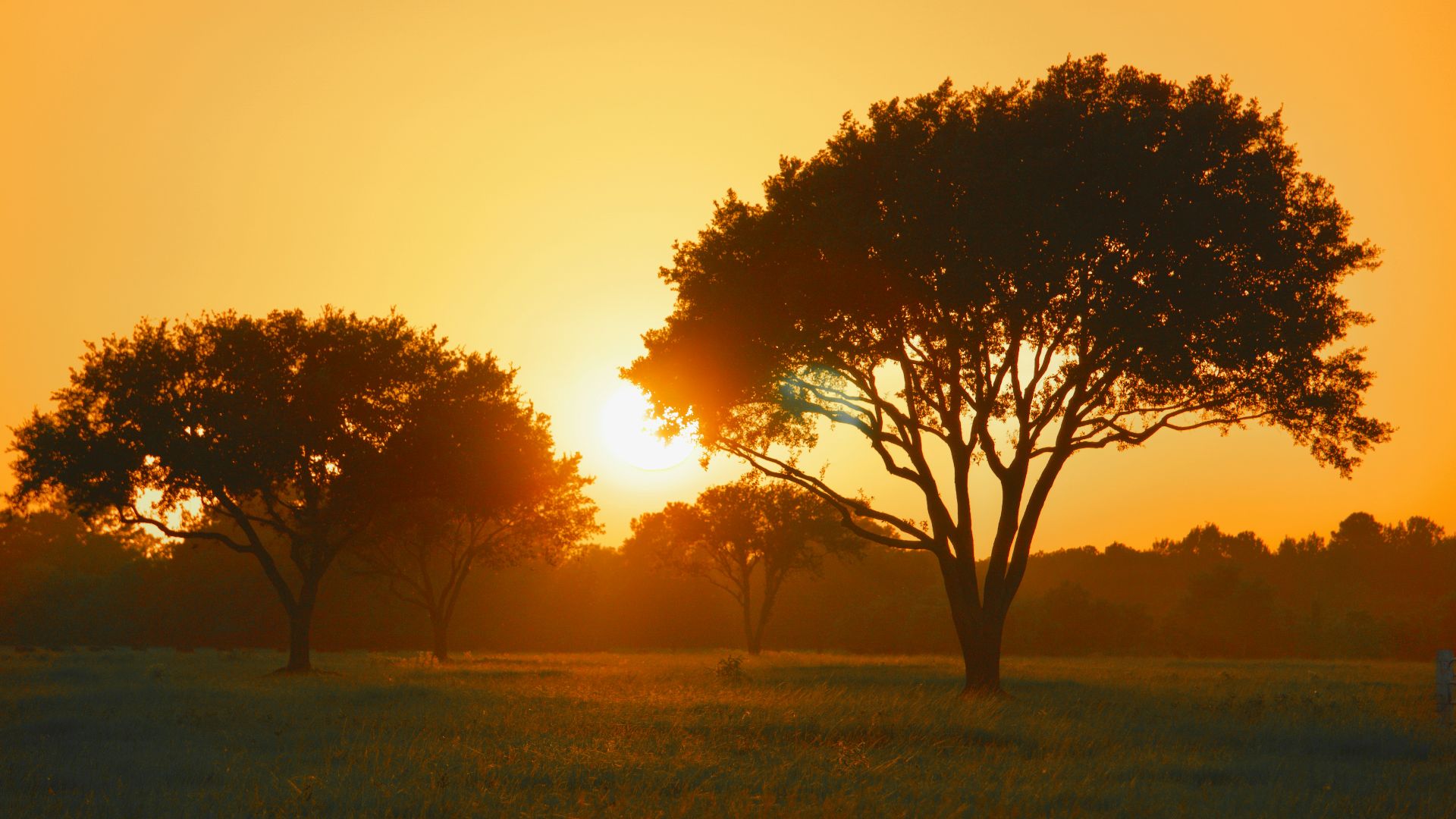 green tree on green grass field during sunset