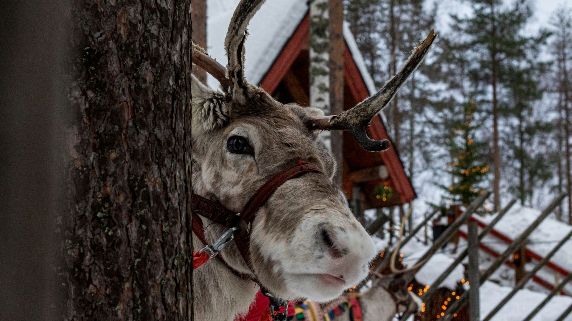 A reindeer wearing a harness standing next to a tree