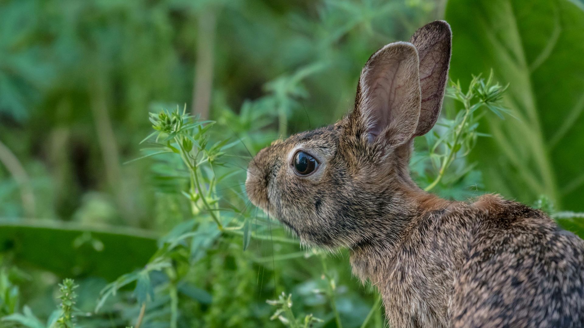 a hare next to some leaves