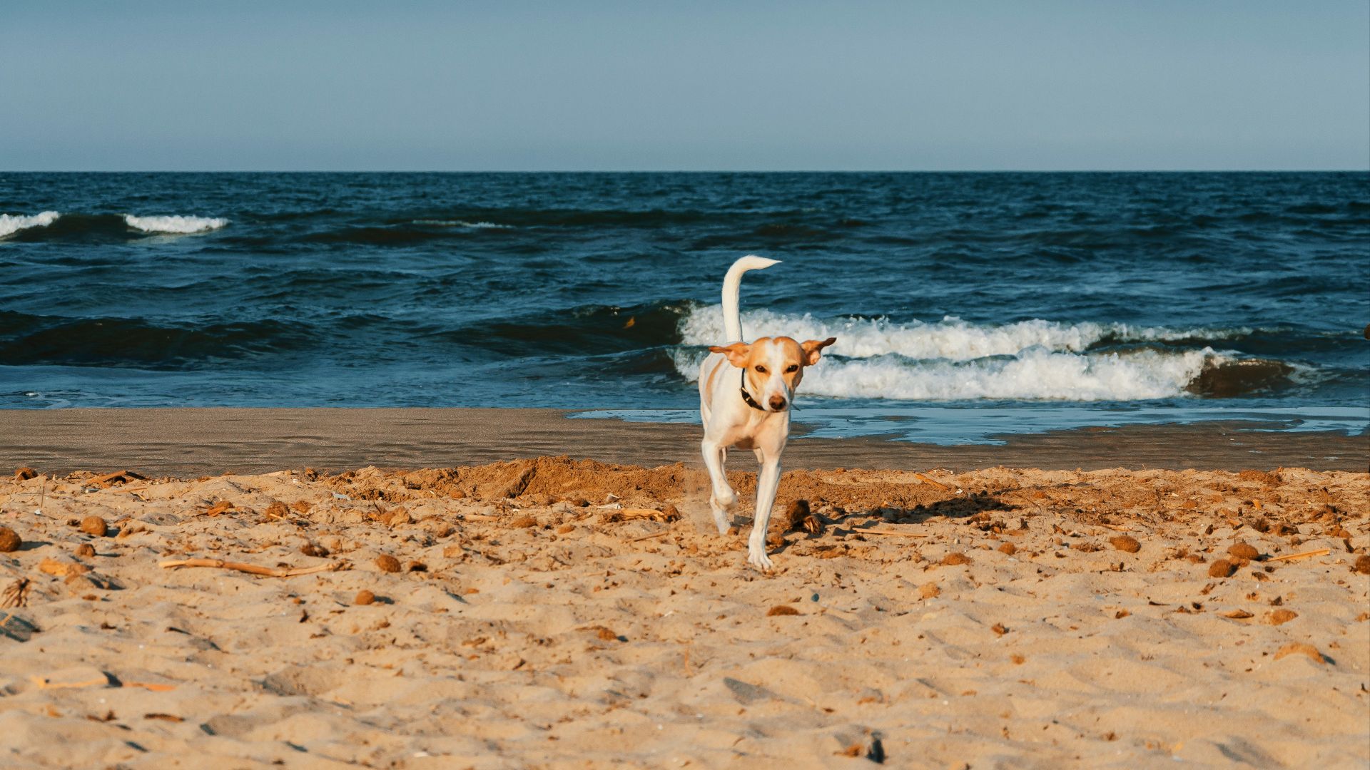 brown short coated dog running on beach during daytime